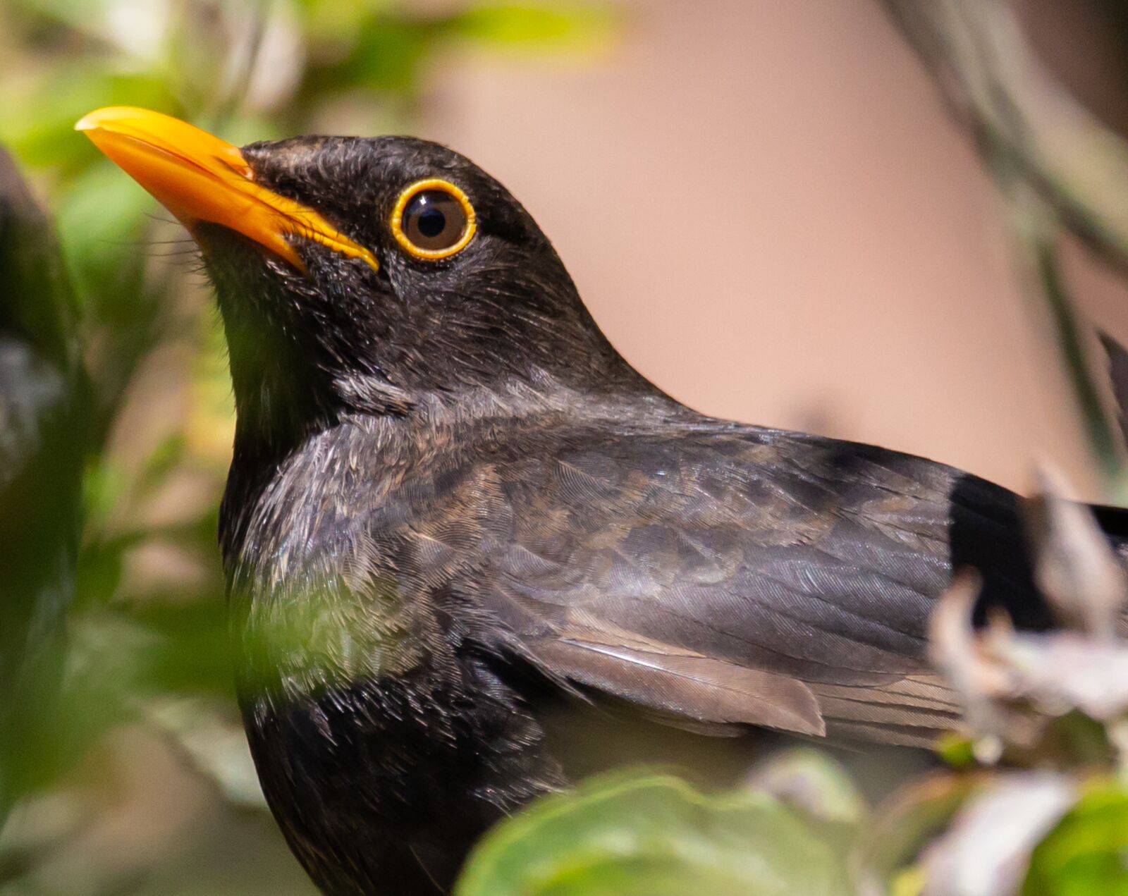 150-600mm F5-6.3 DG OS HSM | Contemporary 015 sample photo. Male uk blackbird, male photography