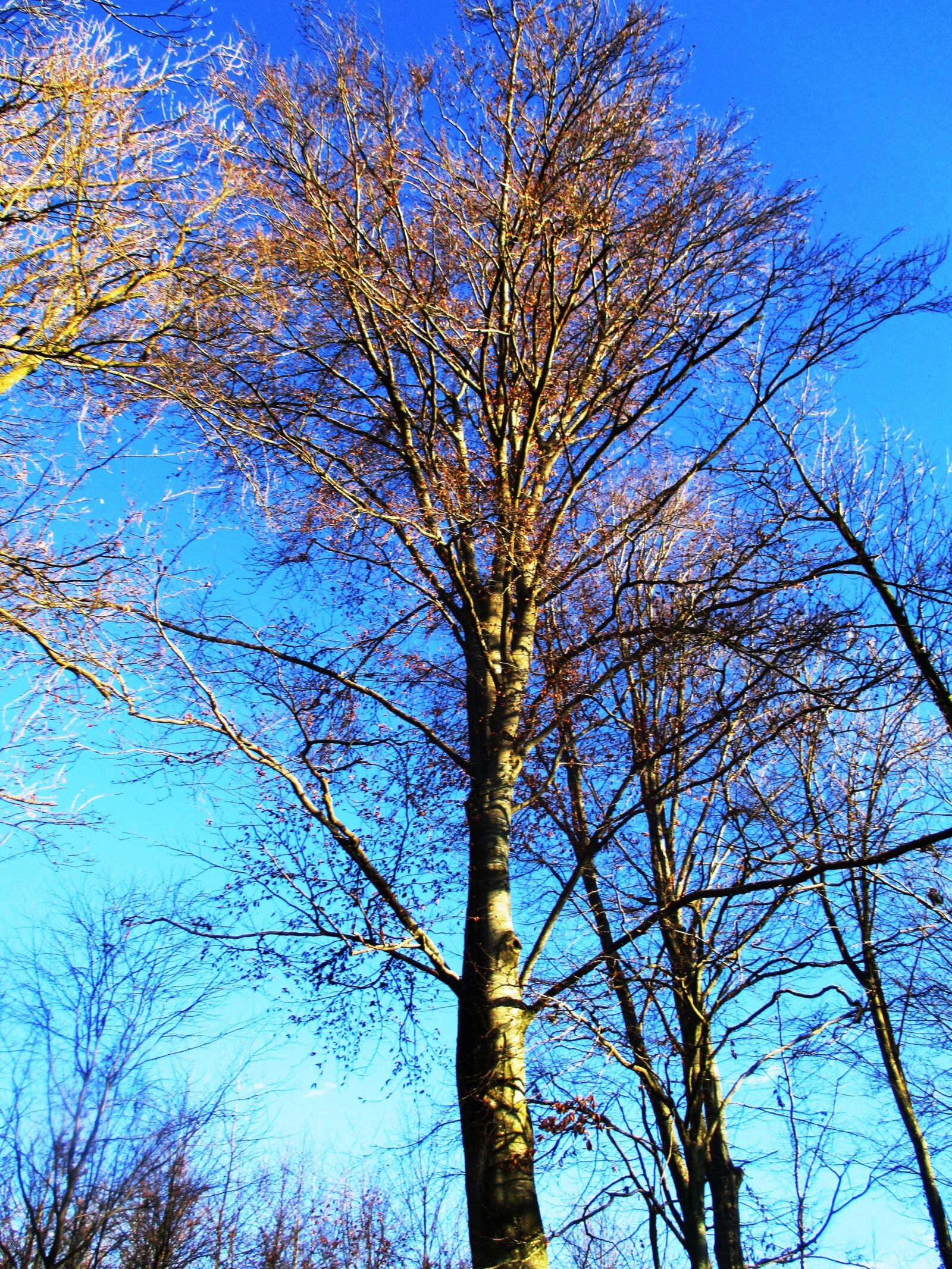 Canon PowerShot ELPH 115 IS (IXUS 132 / IXY 90F) sample photo. Tree, forest, landscape photography