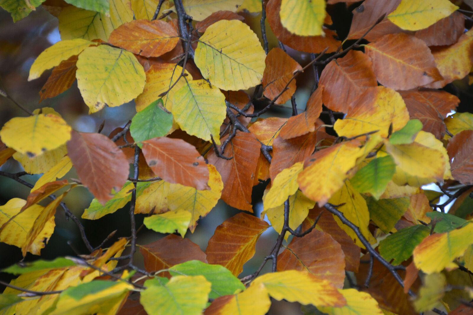 Nikon D3100 sample photo. Leaves, leaves in the photography