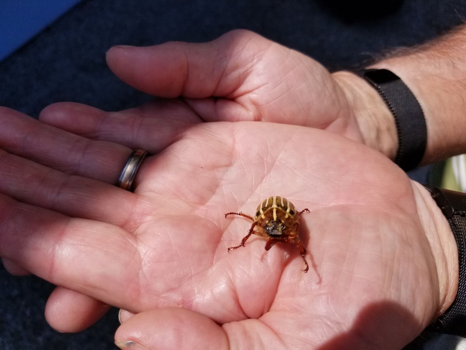 Samsung Galaxy S8 sample photo. Insect, bug, beetle photography