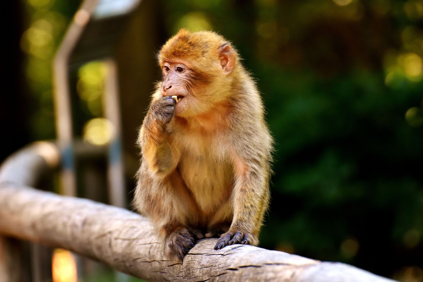 Nikon D7200 sample photo. Ape, baby monkey, barbary photography