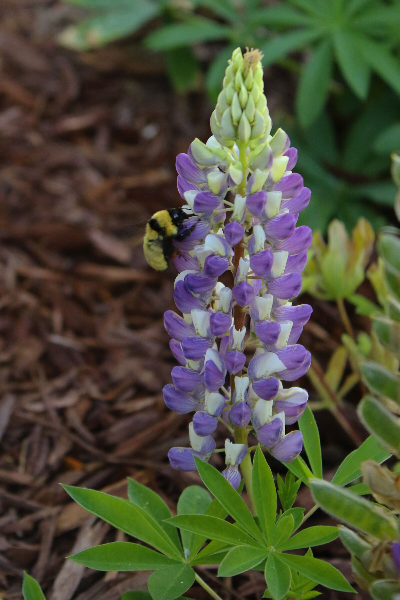 Canon EOS 7D Mark II + Canon EF-S 18-55mm F3.5-5.6 IS II sample photo. Bumble bee, lupine flower photography