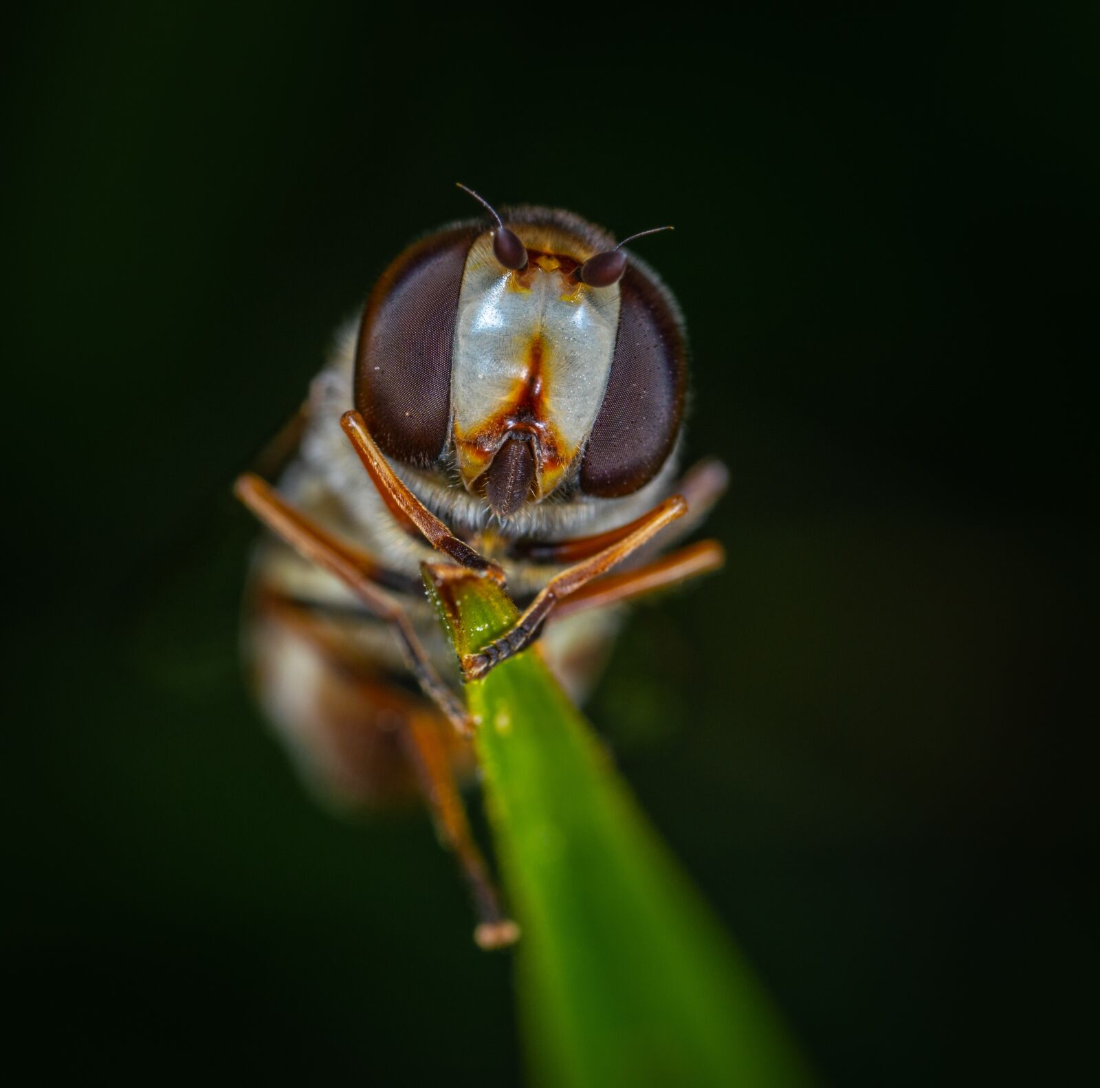 Sony a7R II sample photo. Macro, insect, fly photography