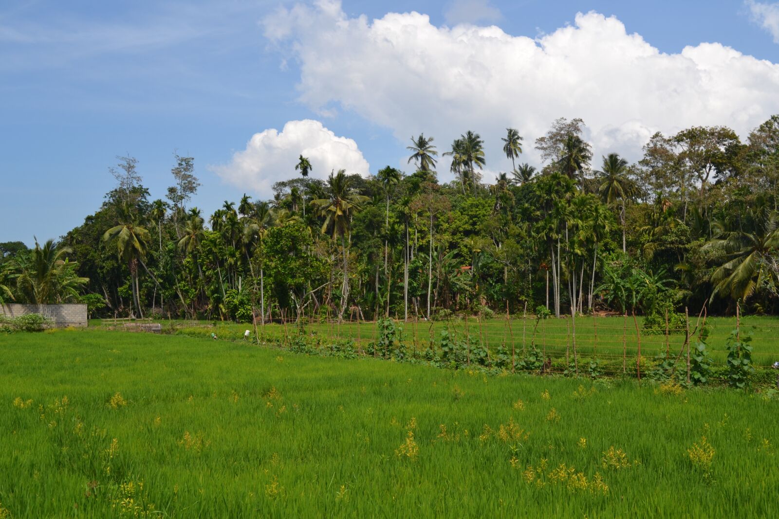 Nikon D3100 sample photo. Nature, tree, grass photography