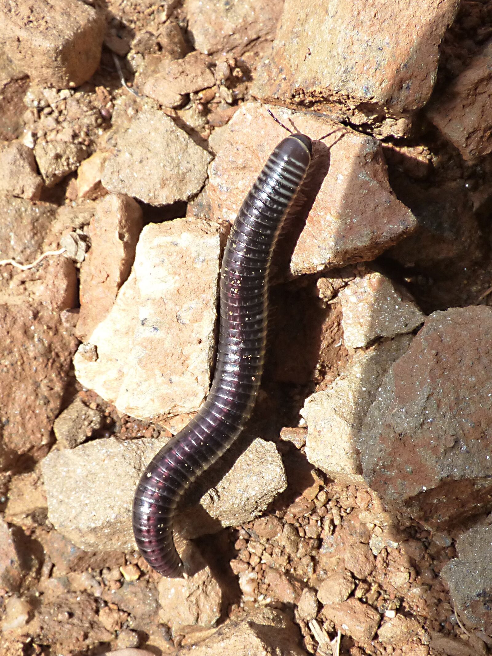 Panasonic Lumix DMC-FZ70 sample photo. Worms, millipede, centipede photography