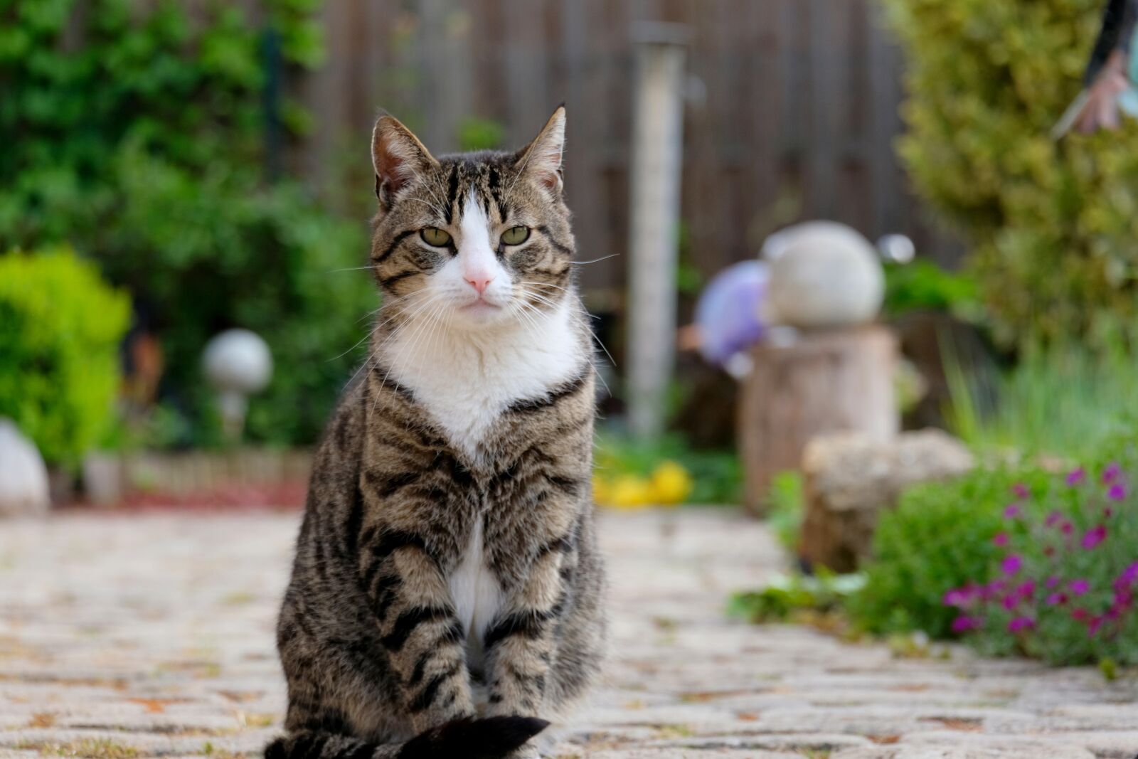 Fujifilm X-T20 sample photo. Cat, sit, pet photography