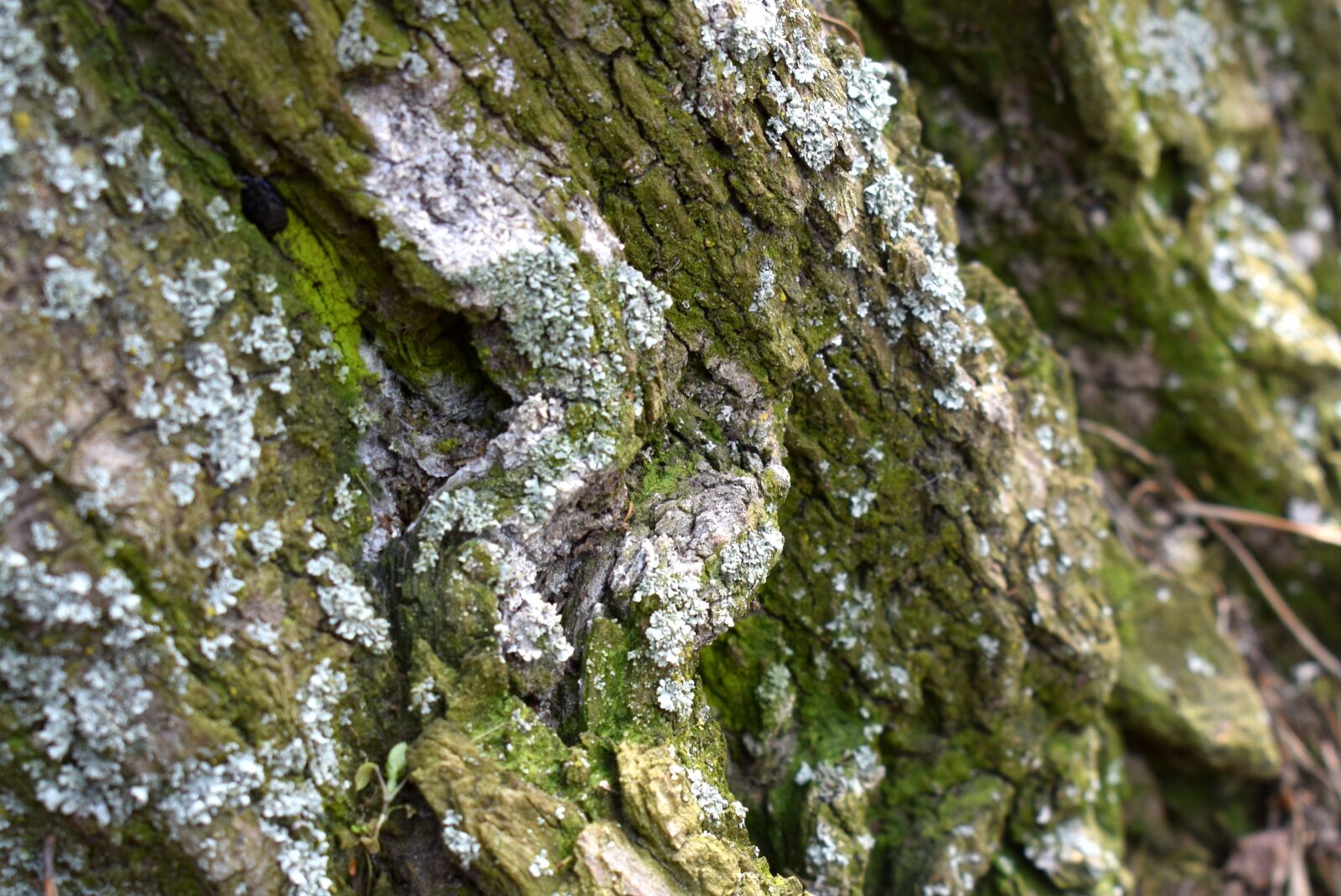 Nikon D3400 sample photo. Nature, tree, moss photography
