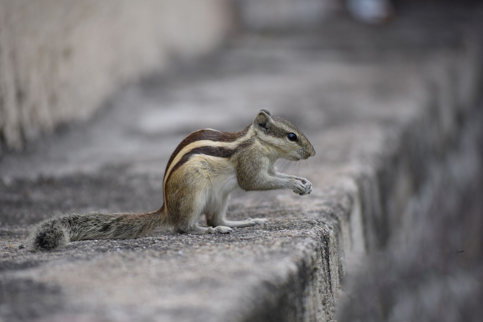 Nikon D3300 sample photo. Squirrel, nut, eating photography