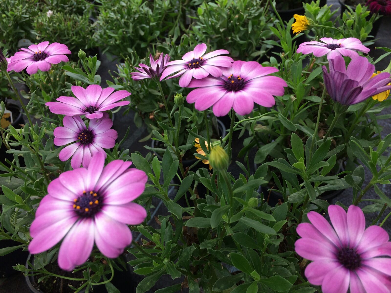 iPhone 5s back camera 4.15mm f/2.2 sample photo. Flower, plant, pink flower photography