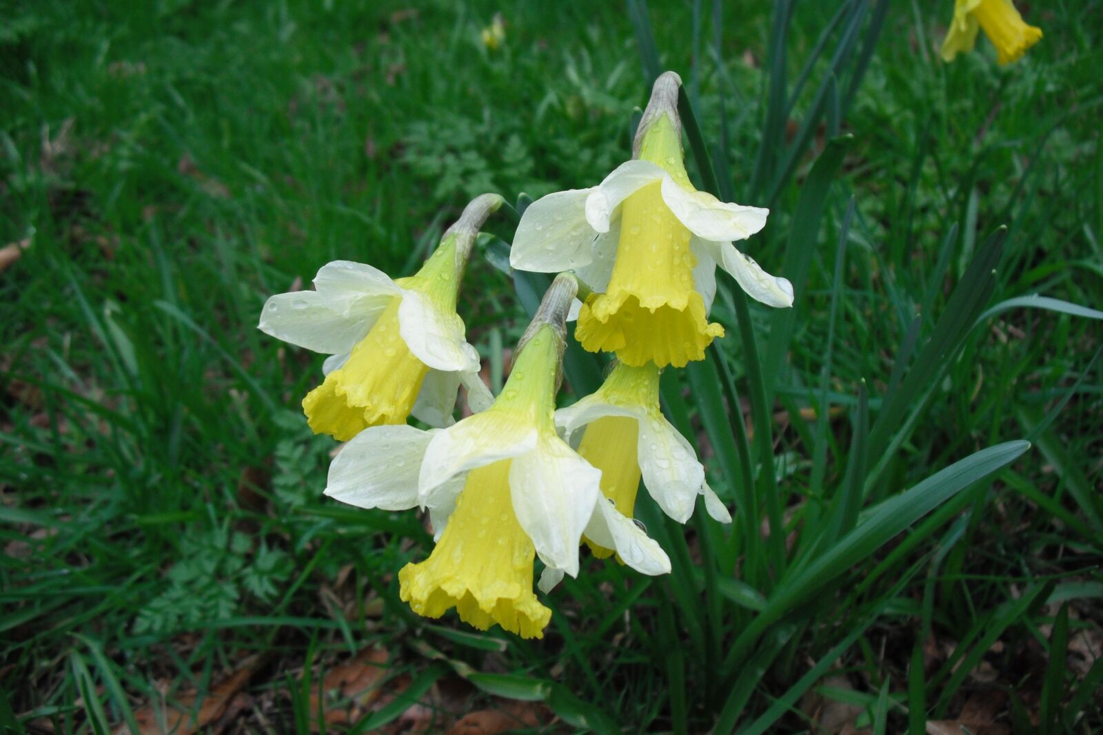 Fujifilm FinePix J20 sample photo. Daffodils, spring, flowers photography