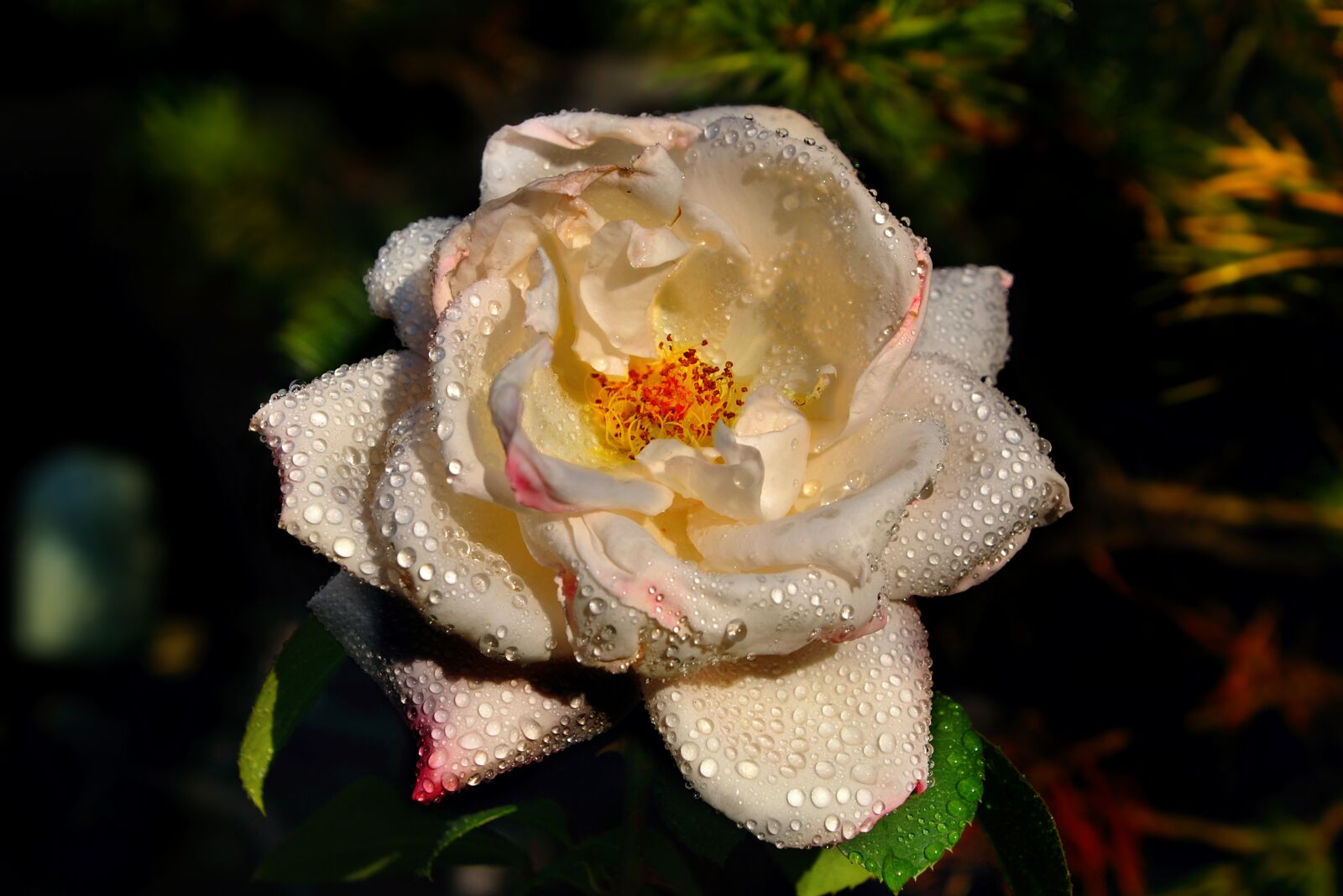 Nikon D80 sample photo. Rose, roses, blossom photography