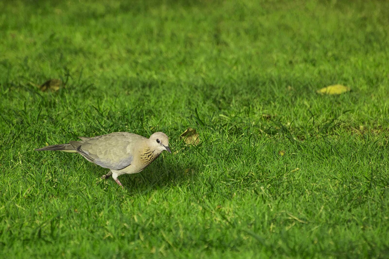 Nikon D40 sample photo. Bird, grass, wild photography
