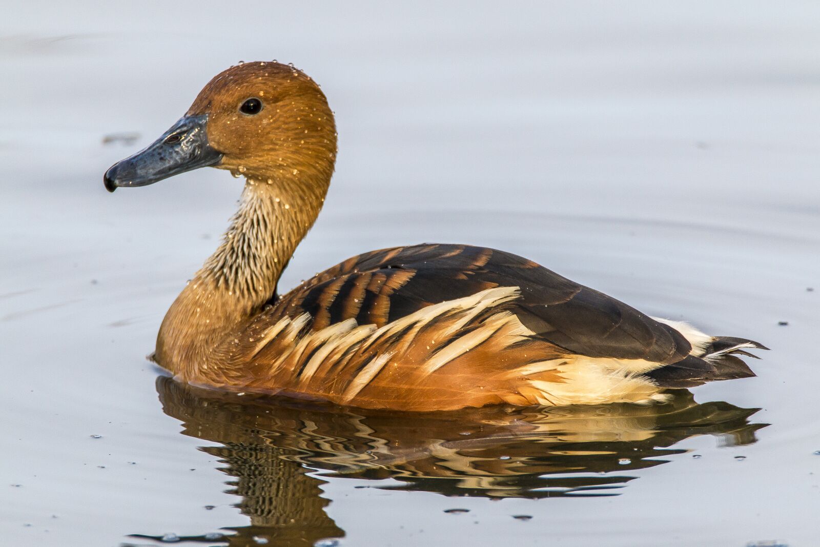 Tamron SP 150-600mm F5-6.3 Di VC USD sample photo. Suiriri bicolor, suiriri, bicolor photography