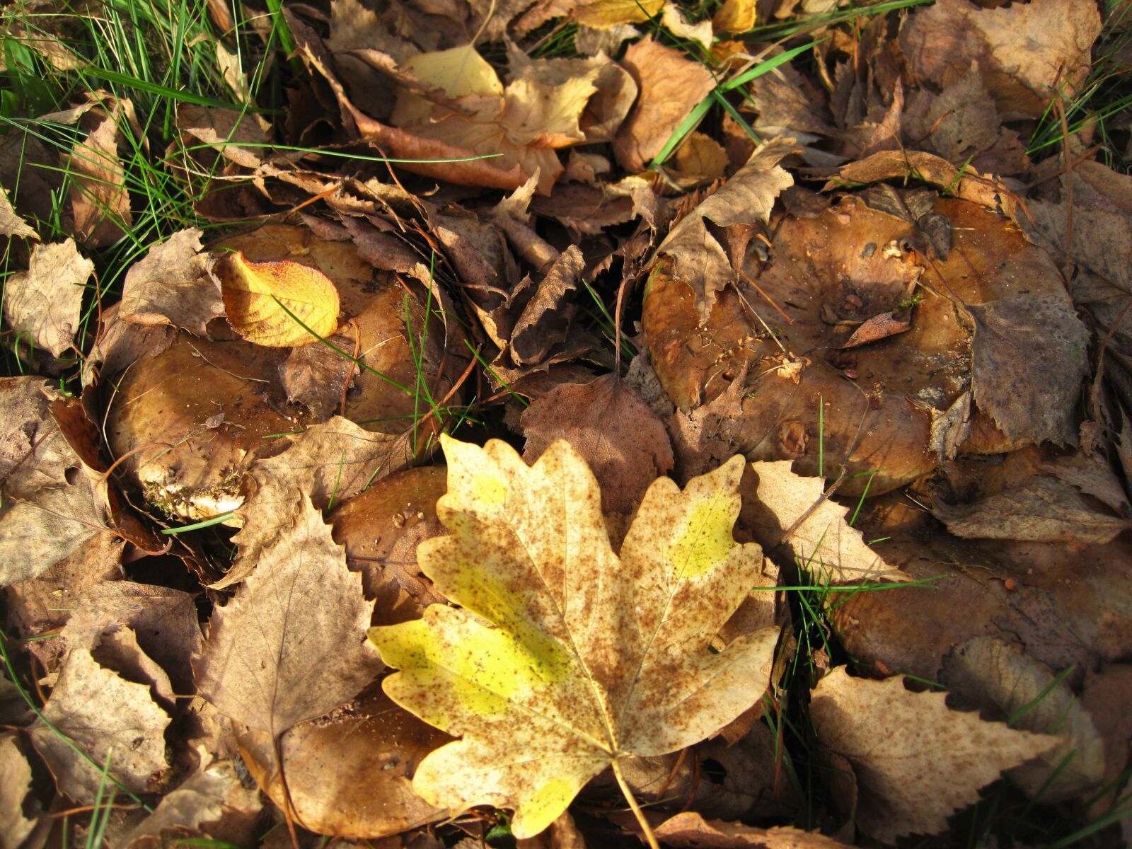 Canon PowerShot SD1200 IS (Digital IXUS 95 IS / IXY Digital 110 IS) sample photo. Bare kremplinge, fall foliage photography