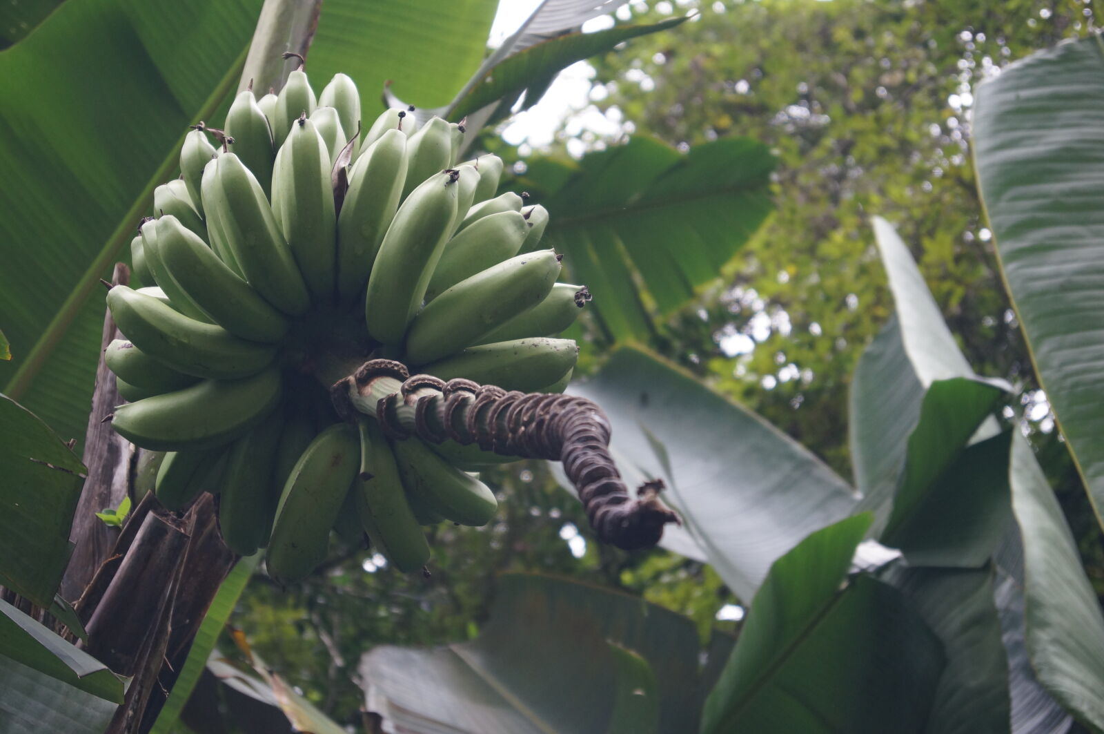 Sony DT 18-55mm F3.5-5.6 SAM sample photo. Banana, banana, leaf, bananas photography