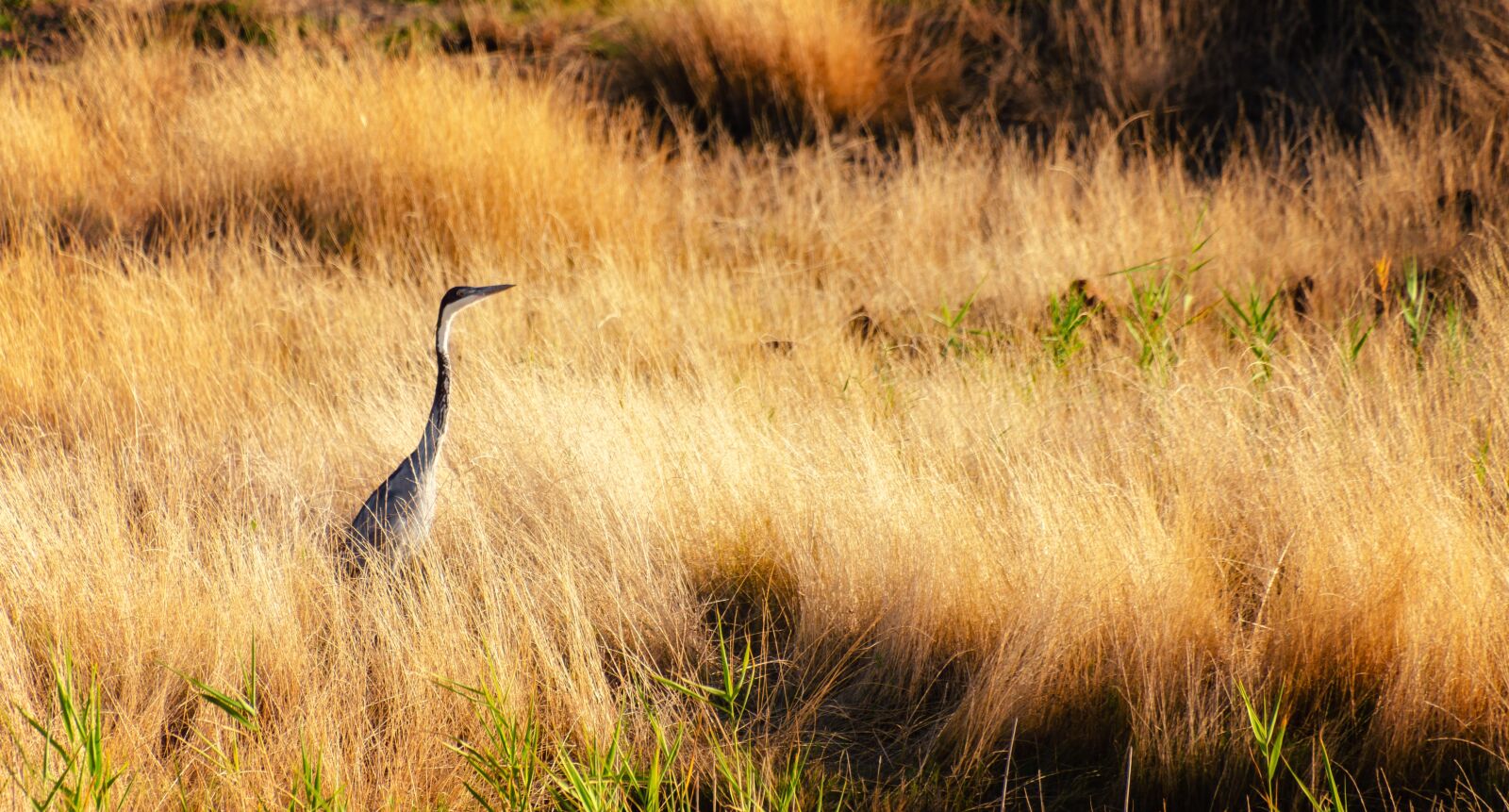 Nikon D7000 sample photo. Heron, field, yellow photography