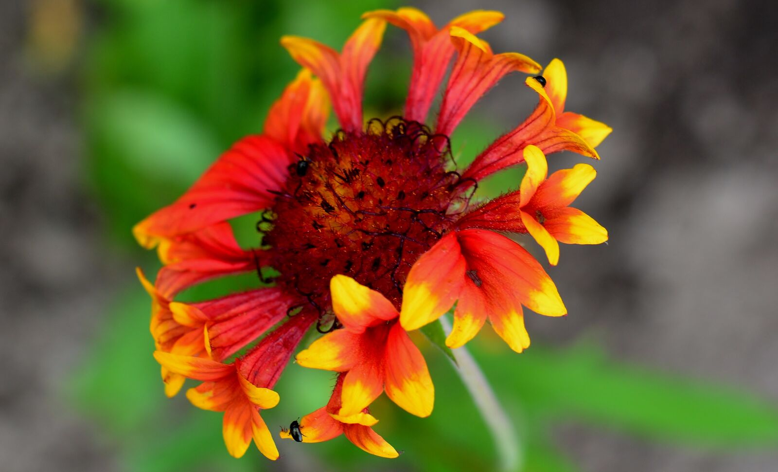 Nikon D5200 sample photo. Gaillardia fanfare, flower, flowers photography