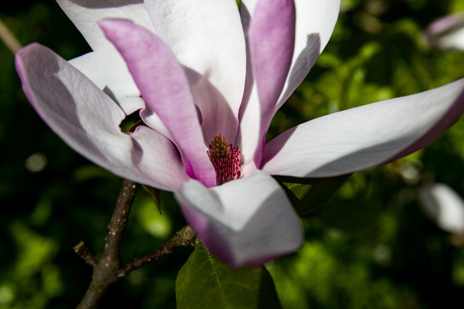 Canon EOS 80D sample photo. Magnolia, blossom, bloom photography