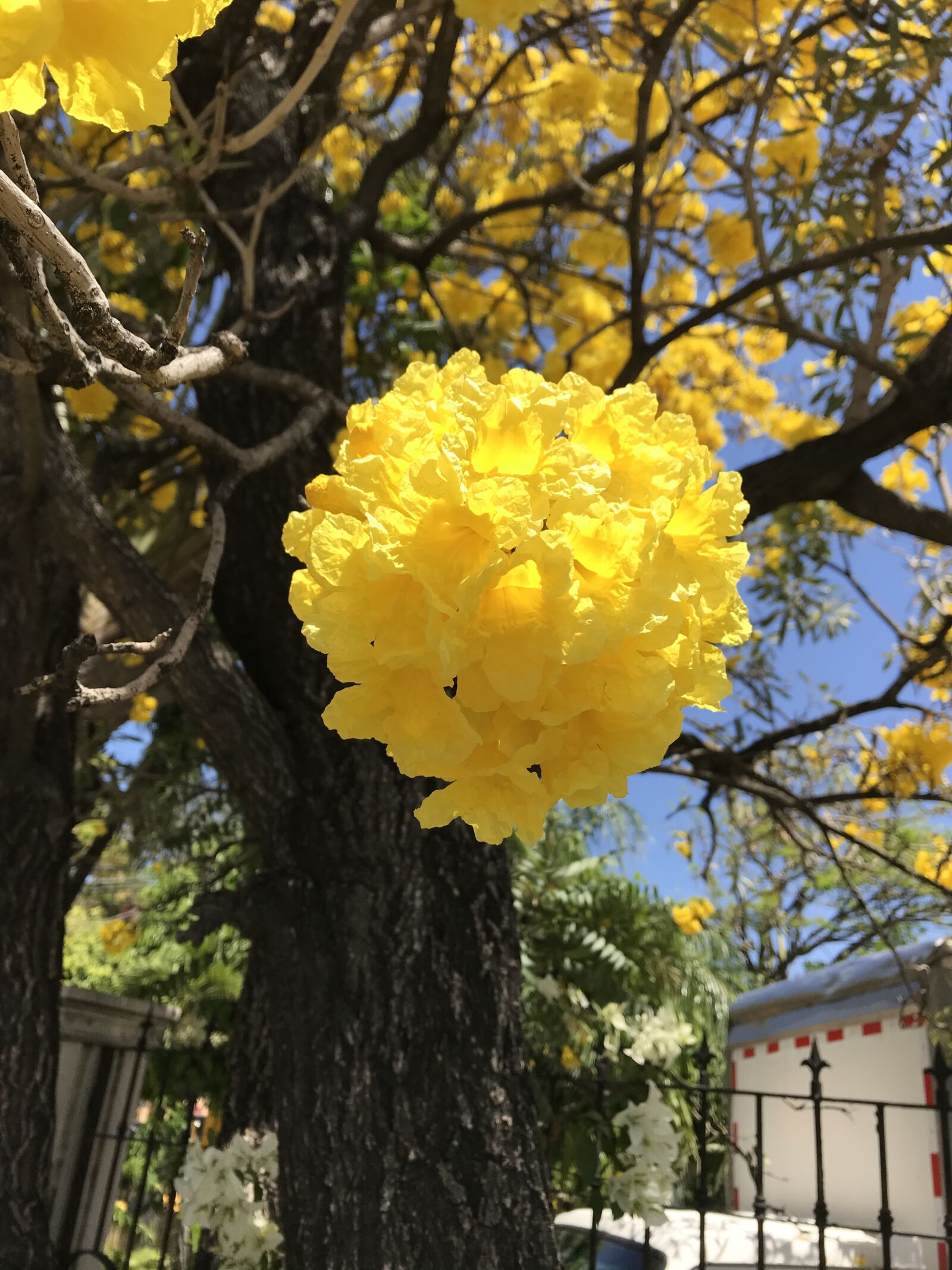 iPhone 7 Plus back dual camera 3.99mm f/1.8 sample photo. Yellow flower, gold trumpet photography
