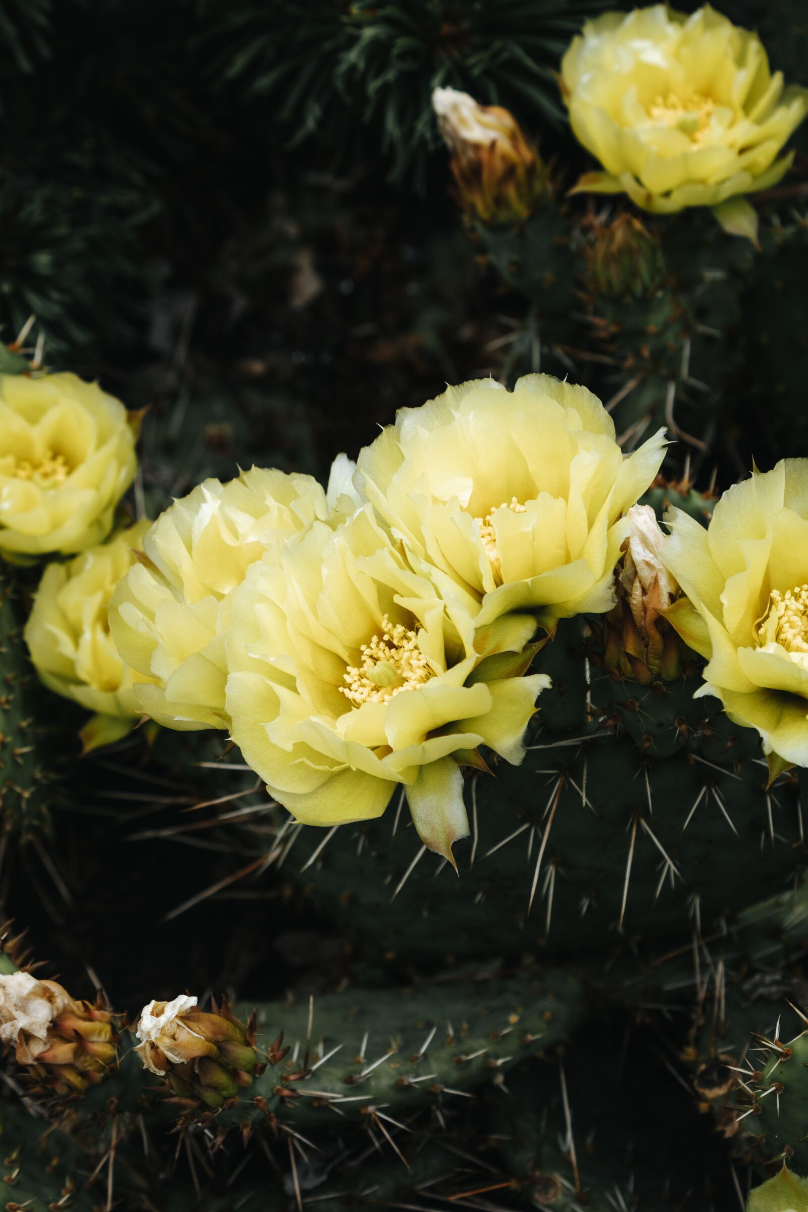 Canon EOS 2000D (EOS Rebel T7 / EOS Kiss X90 / EOS 1500D) sample photo. Cactus, yellow flowers, plants photography