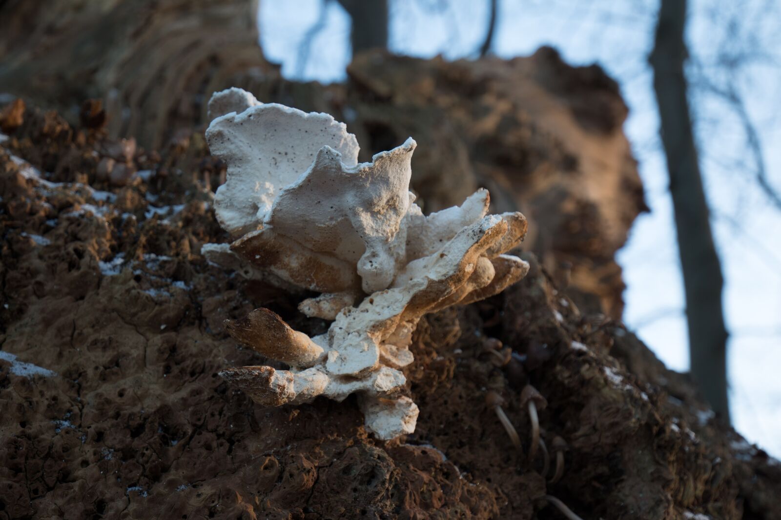 Canon EOS 70D + Canon EF 16-35mm F4L IS USM sample photo. Tree, old, mushroom photography