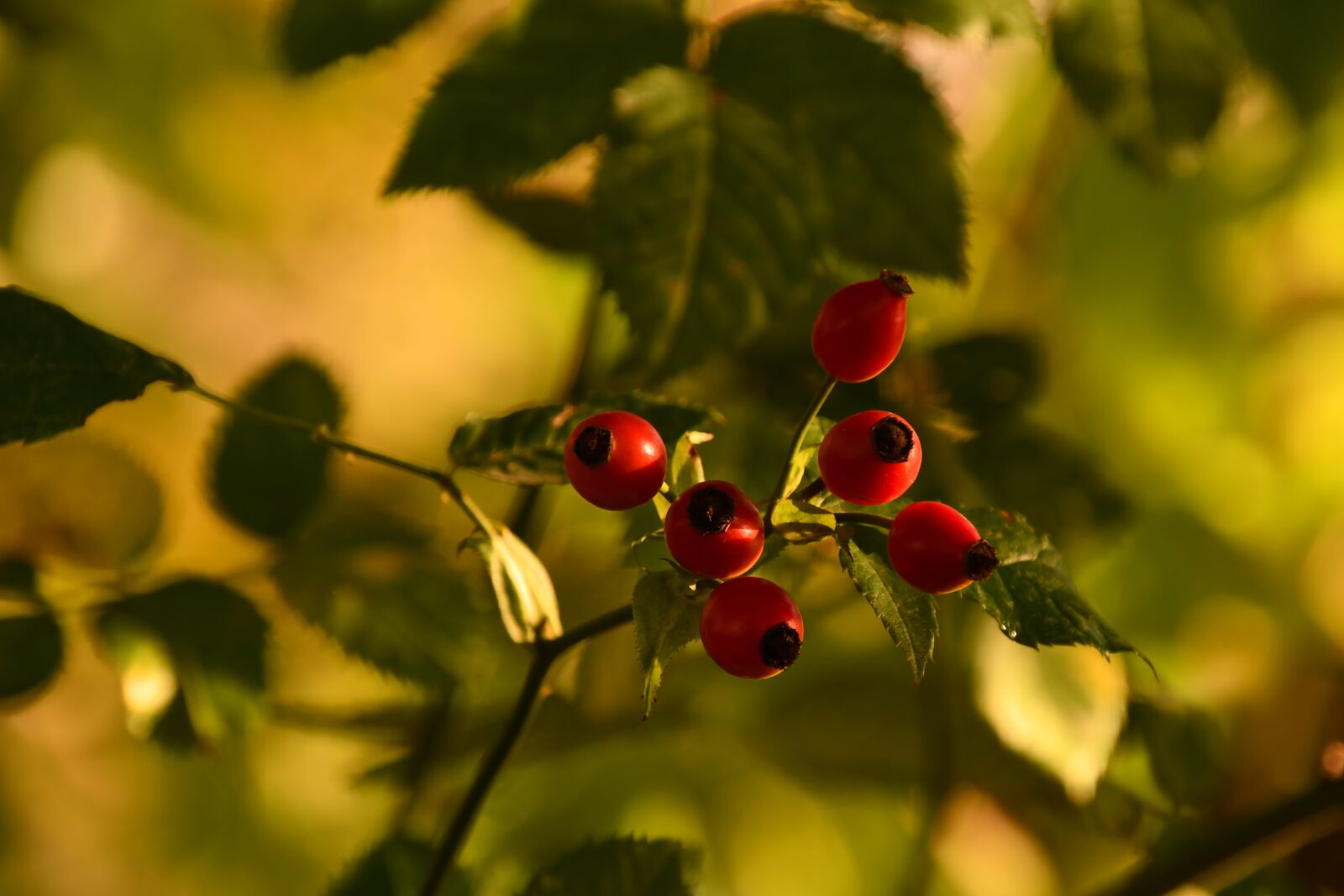 Nikon D7500 sample photo. Rosehips, brian, shadow photography