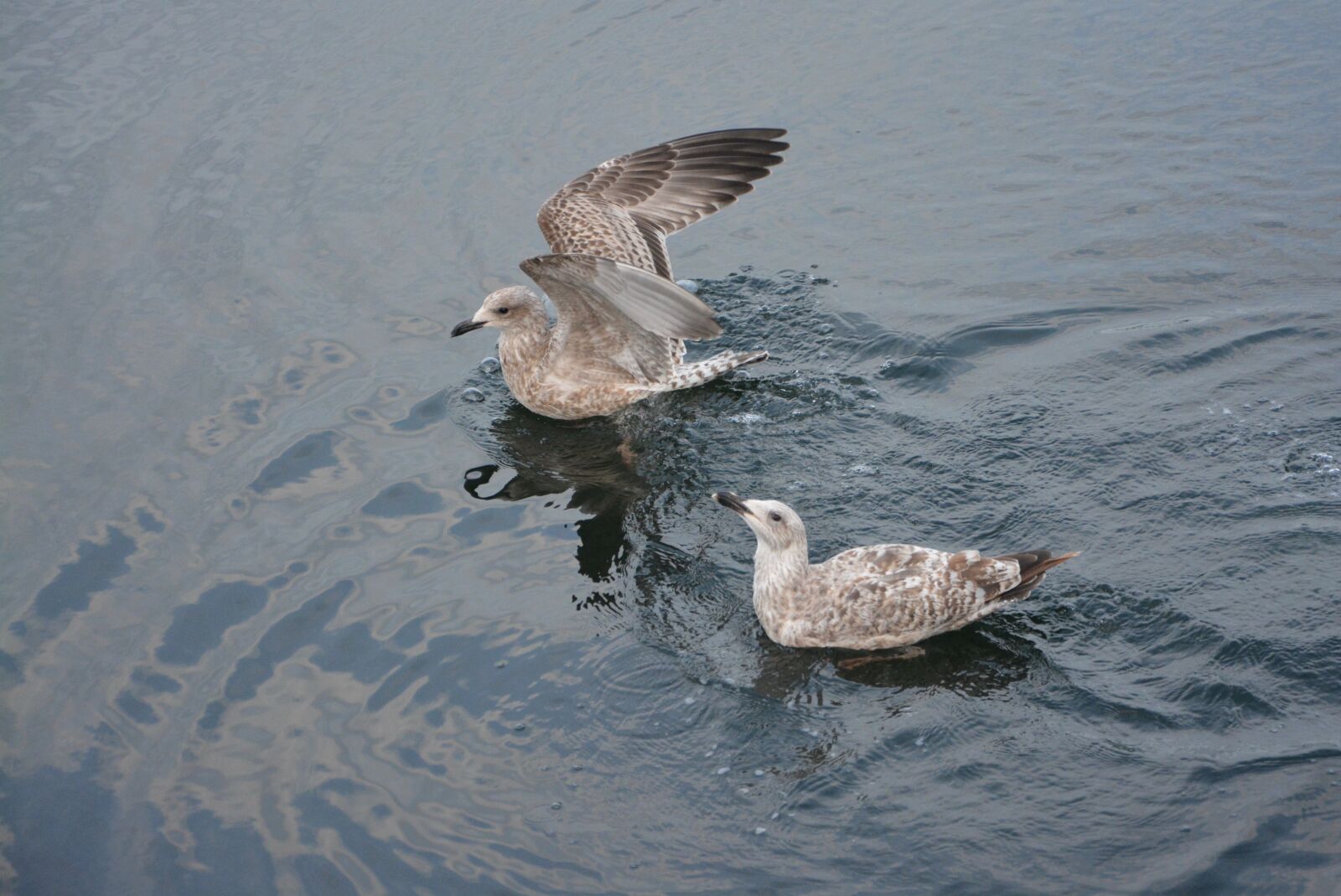 Nikon D5200 sample photo. Seagulls, sea, silver gull photography