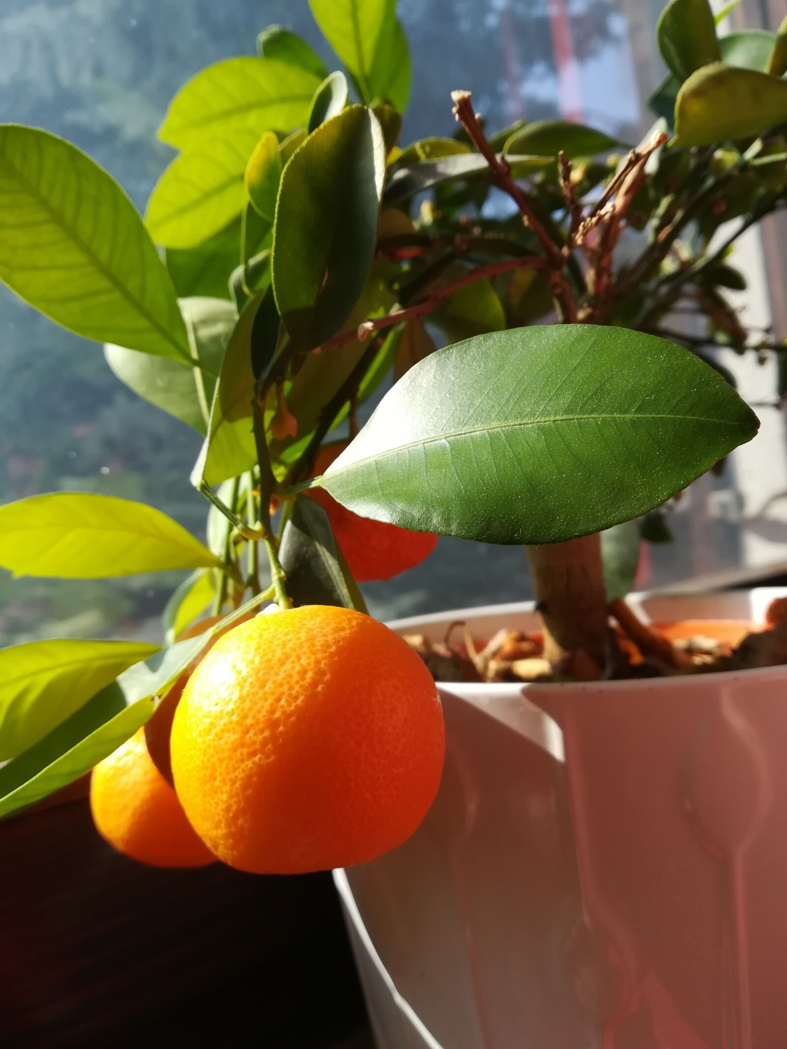 HUAWEI PRA-LX1 sample photo. Orange, shrub, ornamental plants photography