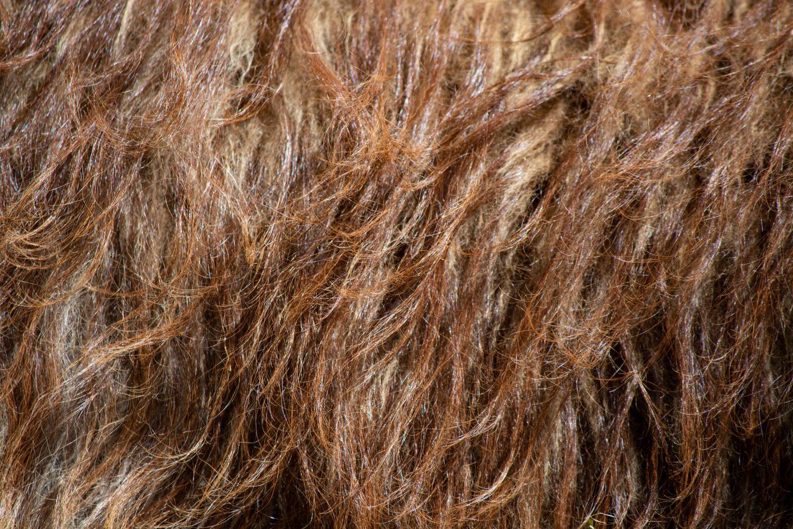 Nikon D7100 sample photo. Llama, fleece, llama fleece photography