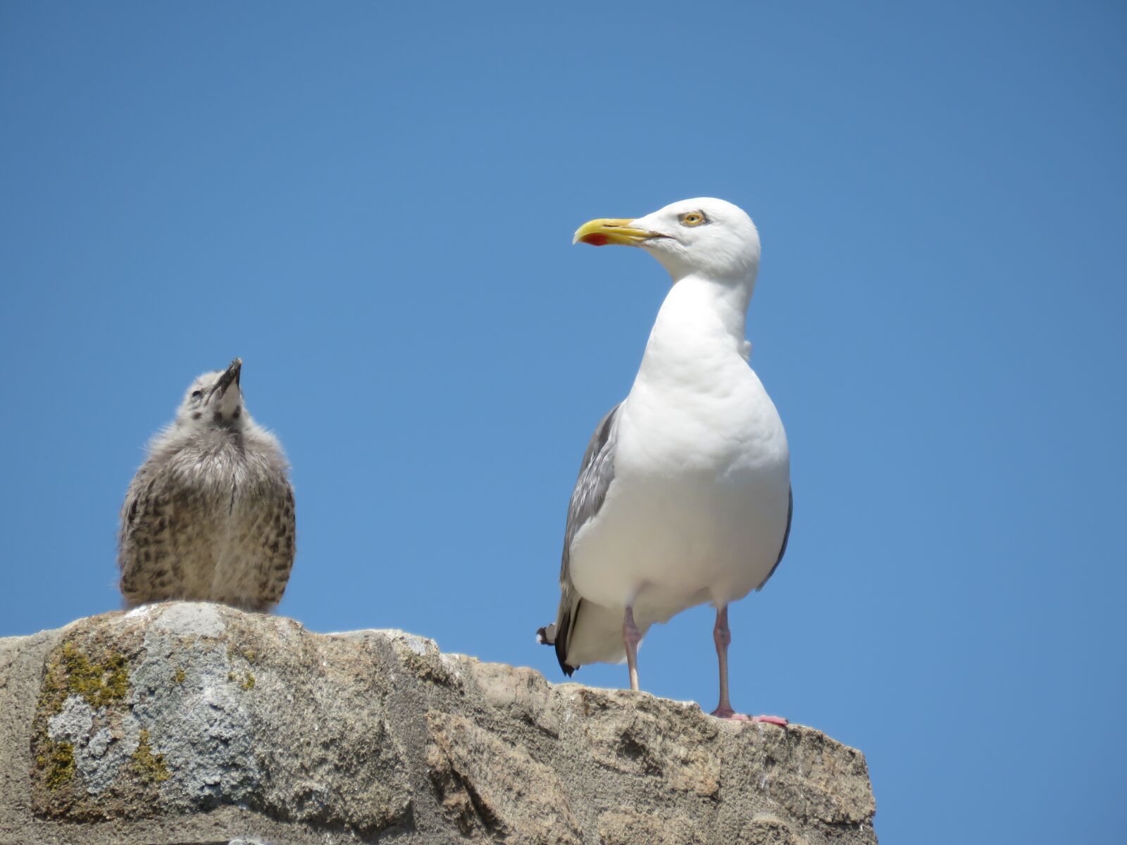 Canon PowerShot SX60 HS sample photo. Birds, seagulls, petit photography
