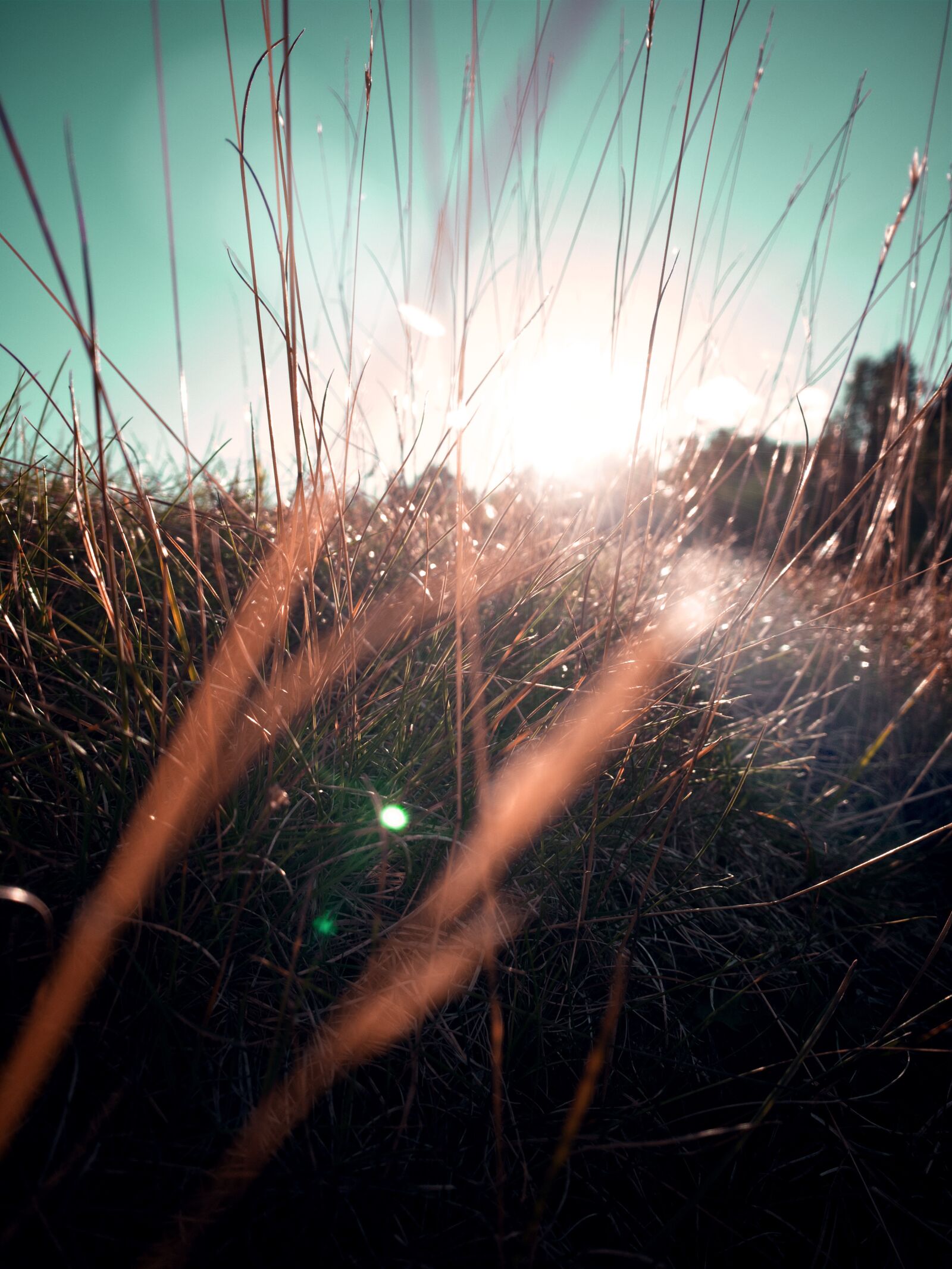Apple iPhone XR sample photo. Sunset, grass, field photography