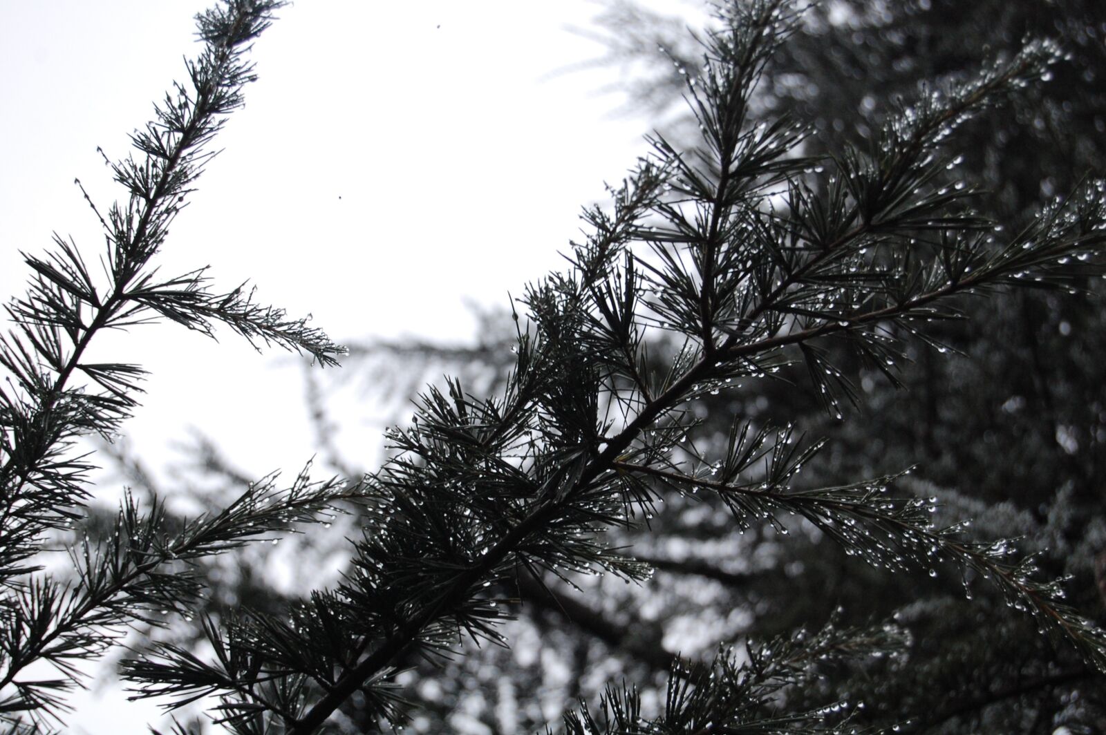 Nikon D40 sample photo. Winter, snow, landscape photography