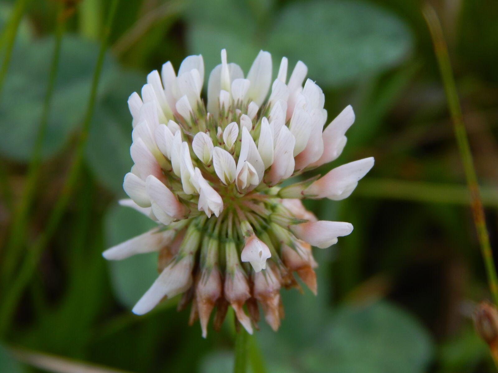 Nikon Coolpix L820 sample photo. Flower, clover, white photography