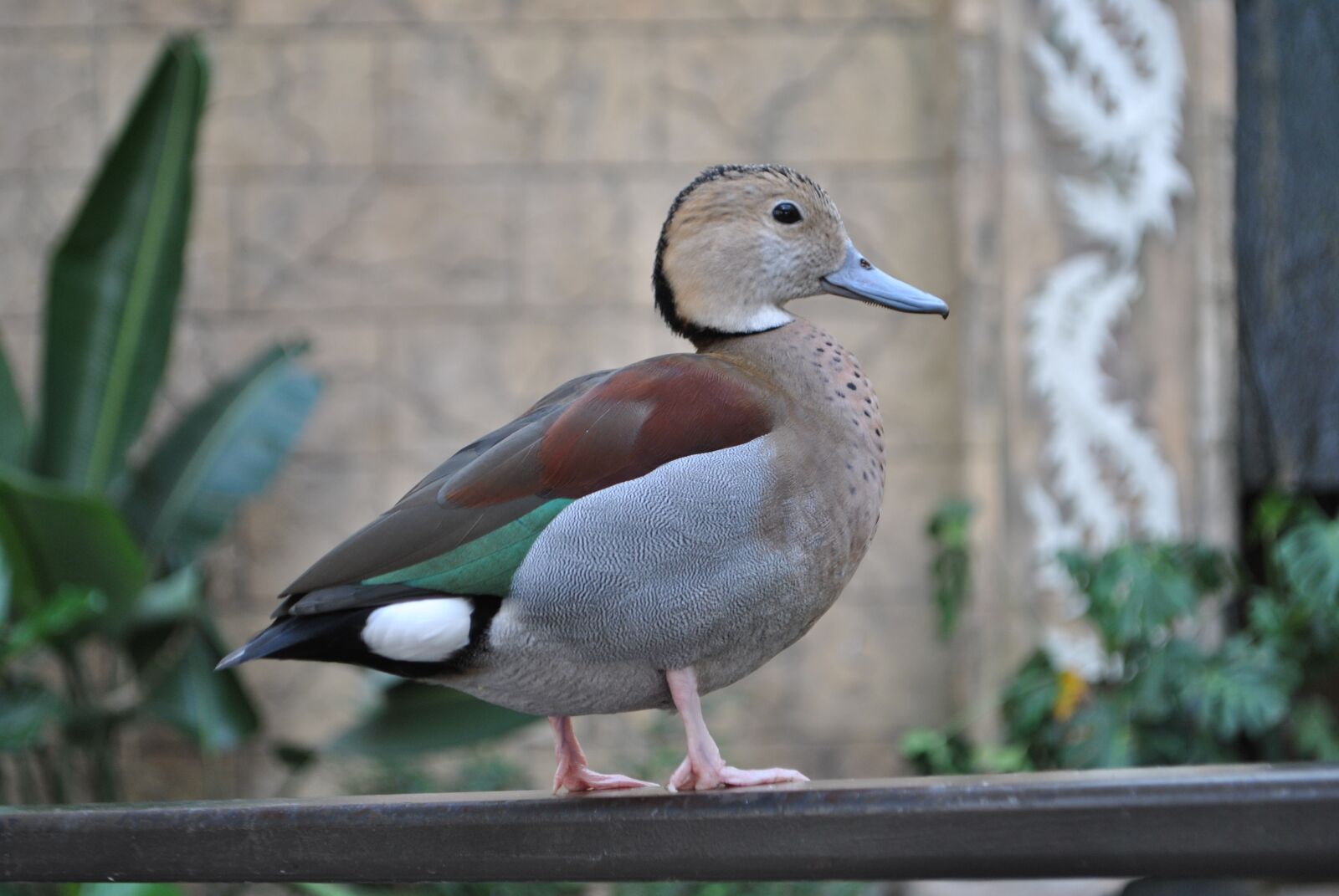 Nikon D3000 sample photo. Bird, animal, feather photography