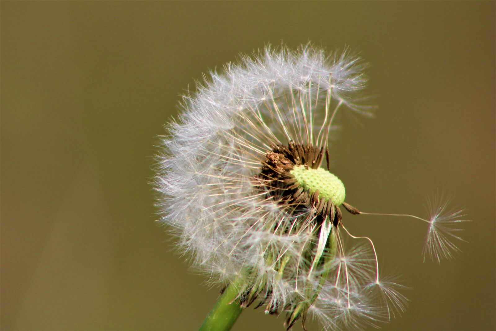 Canon EOS 2000D (EOS Rebel T7 / EOS Kiss X90 / EOS 1500D) sample photo. Dandelion, nature, spring photography