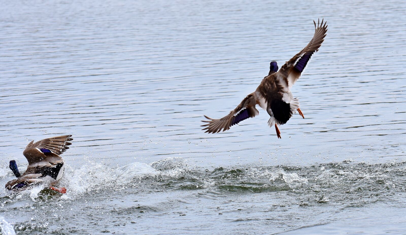 Nikon D7200 sample photo. Ducks, mallards, landing photography
