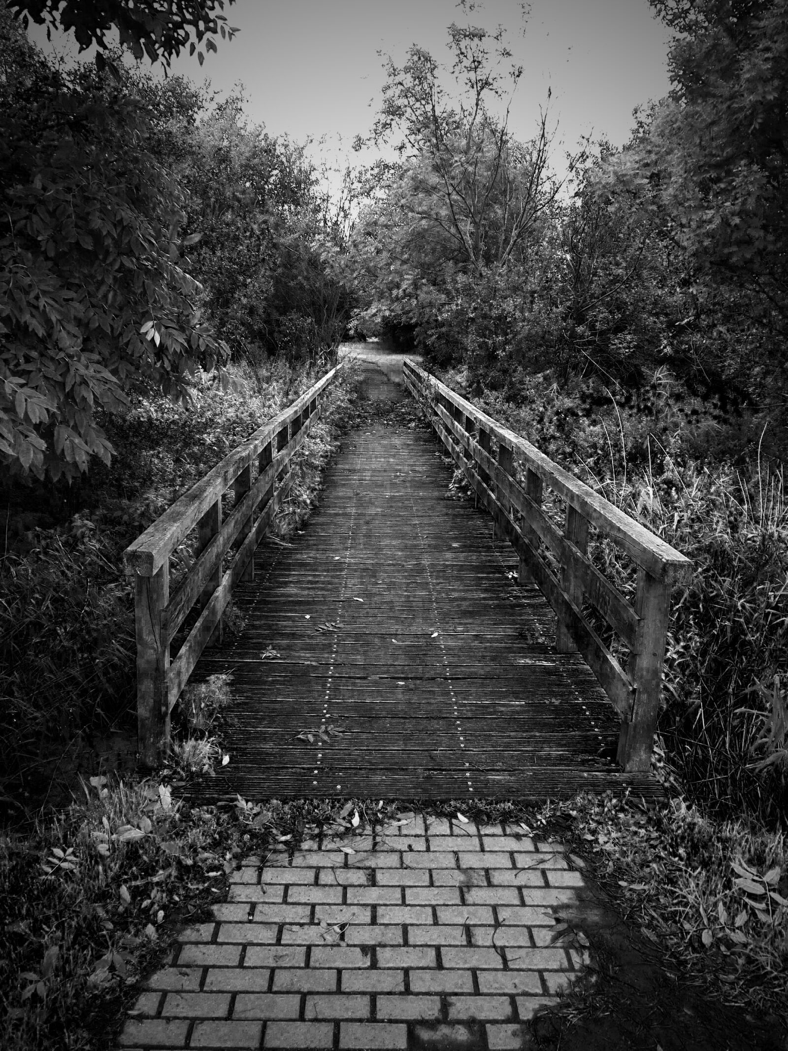 Fujifilm FinePix S6500fd sample photo. Bridge, wooden bridge, mystical photography