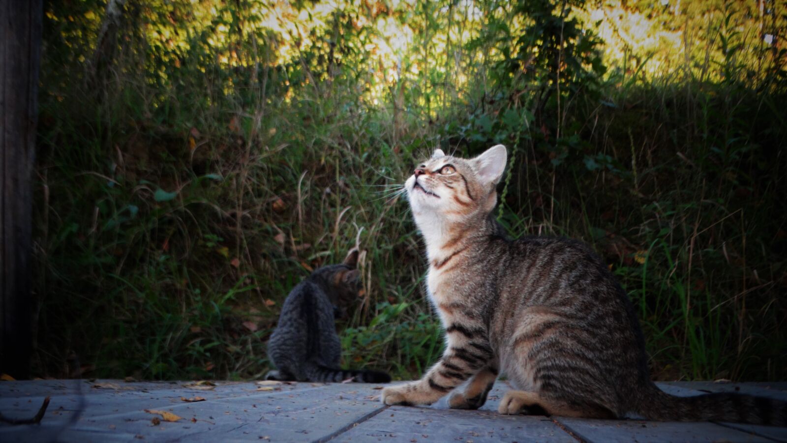 Sony Cyber-shot DSC-HX300 sample photo. Cat, kitten, pet photography