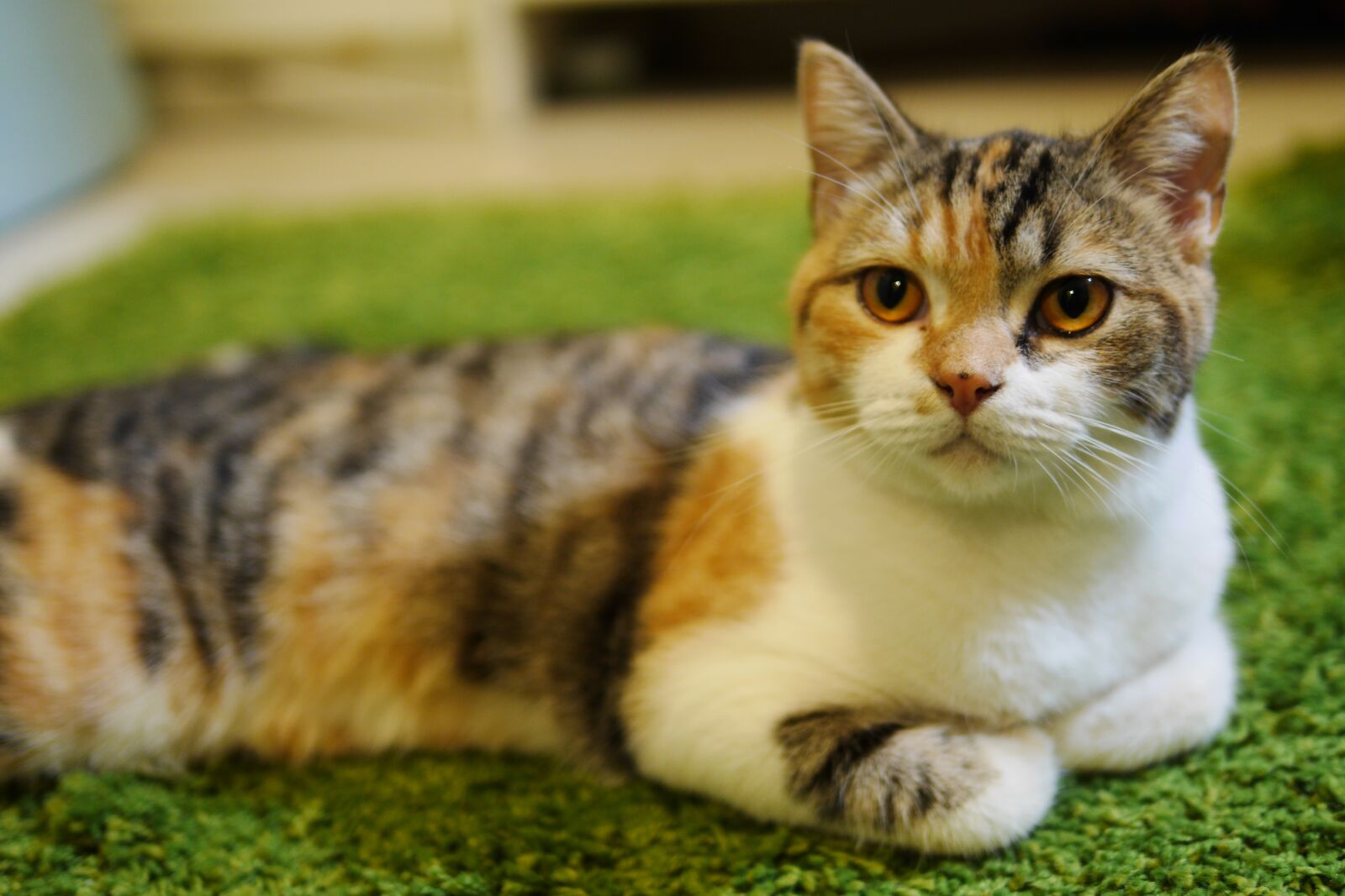 Panasonic Lumix DMC-GH3 sample photo. Cat slave, caramel, calico photography