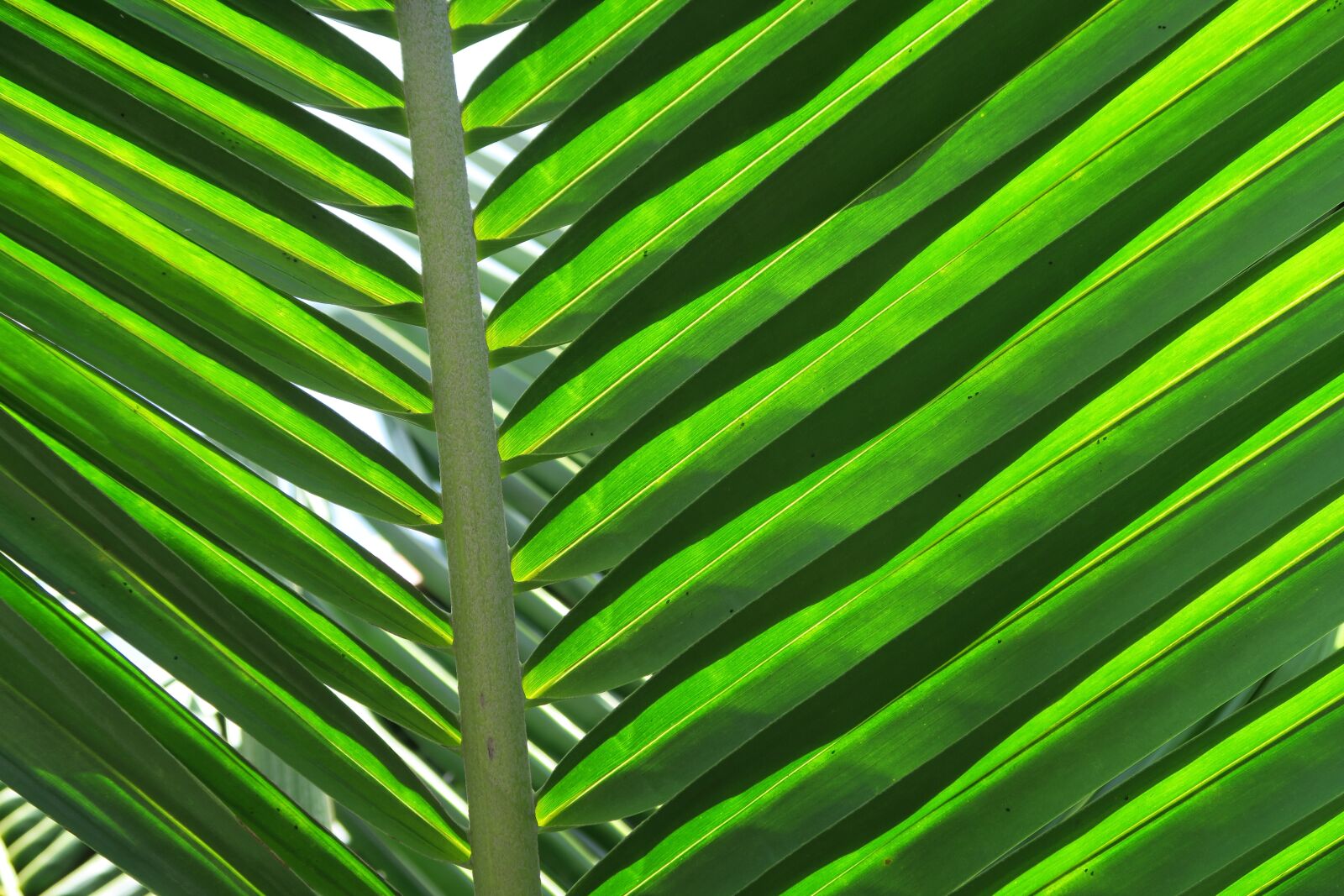 Canon PowerShot G7 X sample photo. Palm, leaf, palm leaves photography