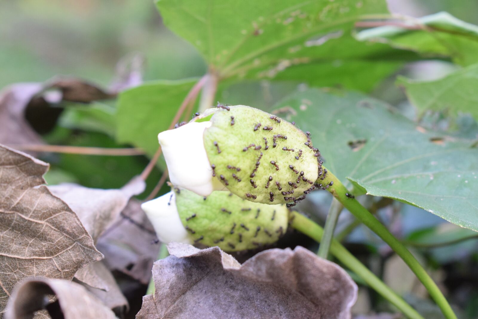 Nikon D5300 sample photo. Ant, family, flower photography