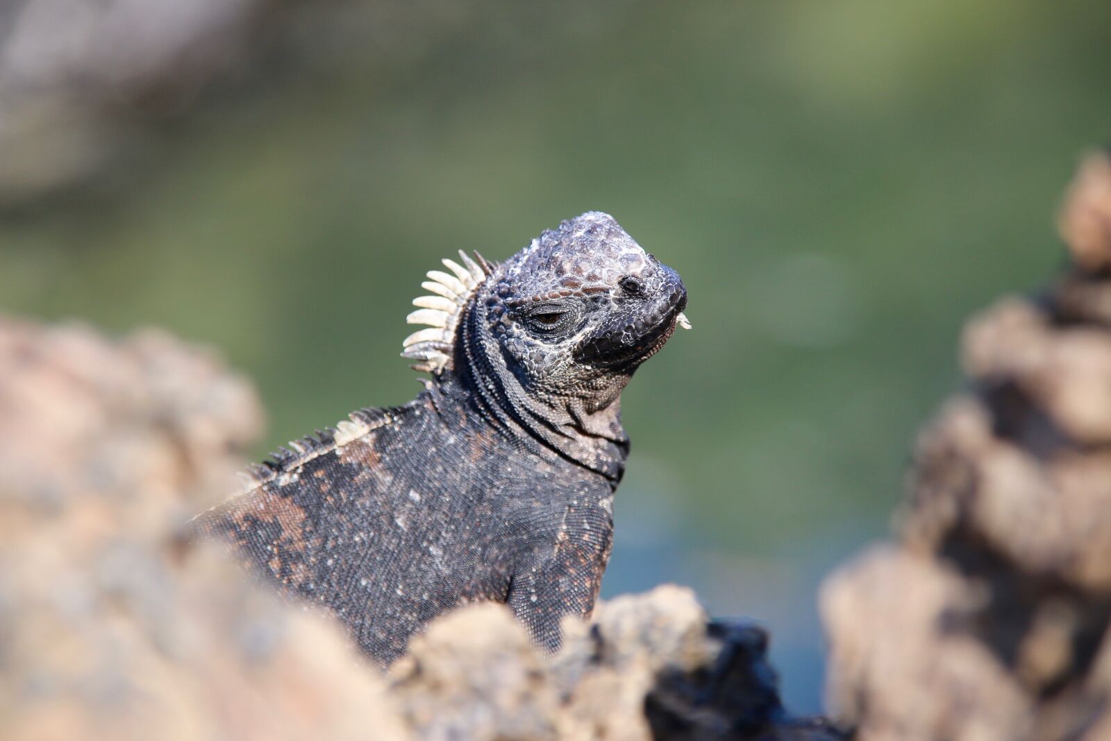 Canon EOS 70D sample photo. Iguana, volcanic lands, enchanted photography