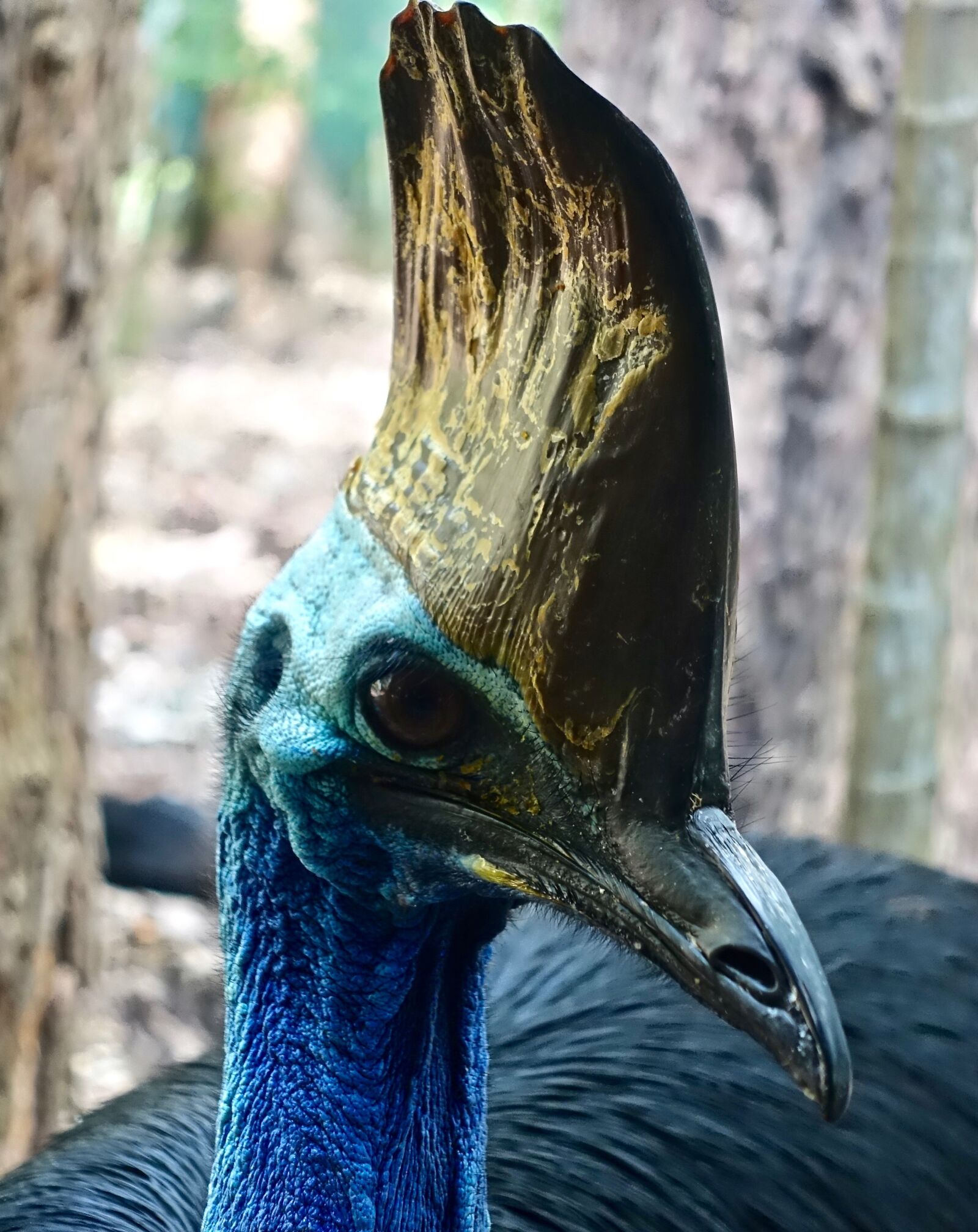 Sony Cyber-shot DSC-RX100 III sample photo. Cassawary, bird, flightless photography