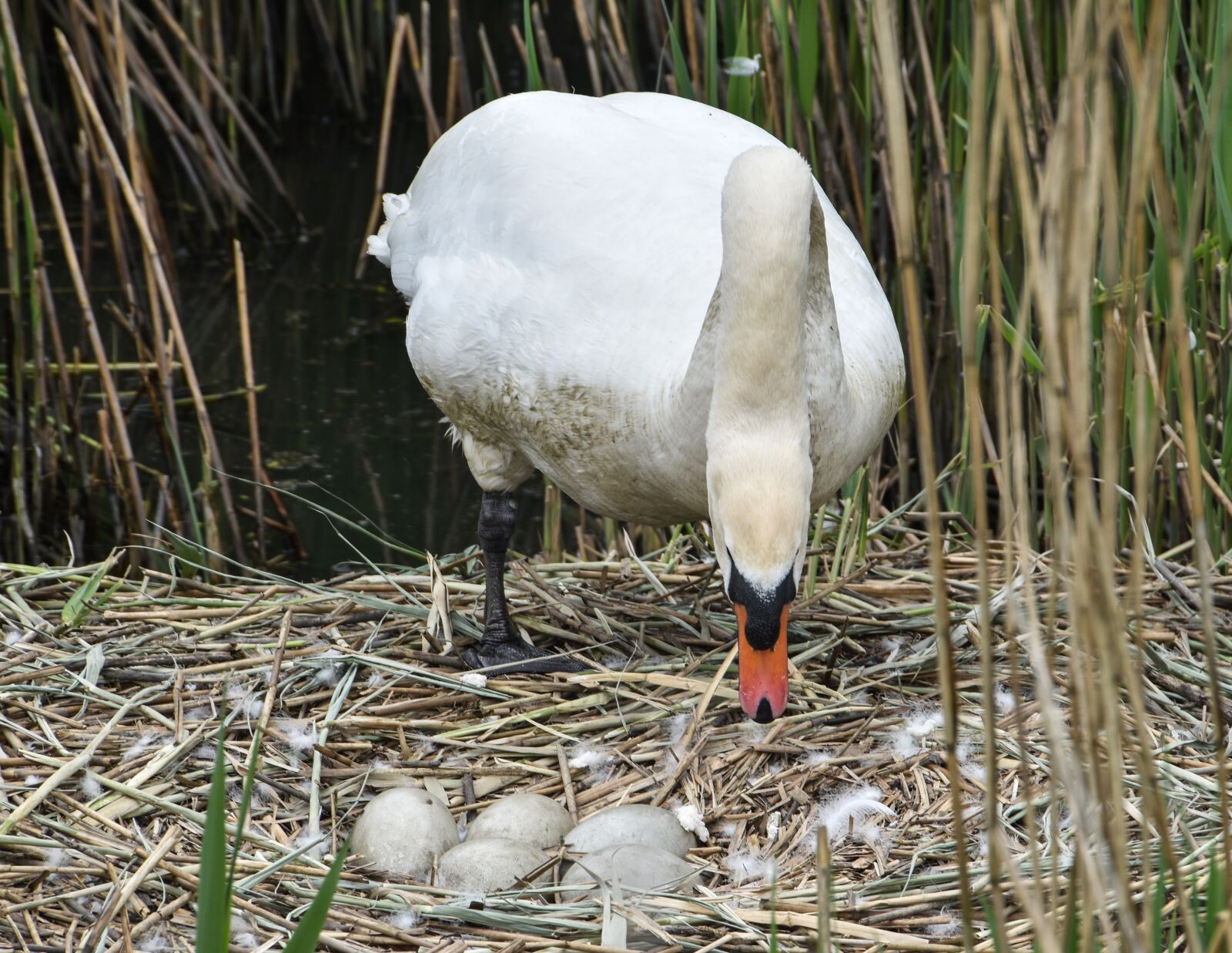 Nikon D5500 sample photo. Swan, eggs, b photography