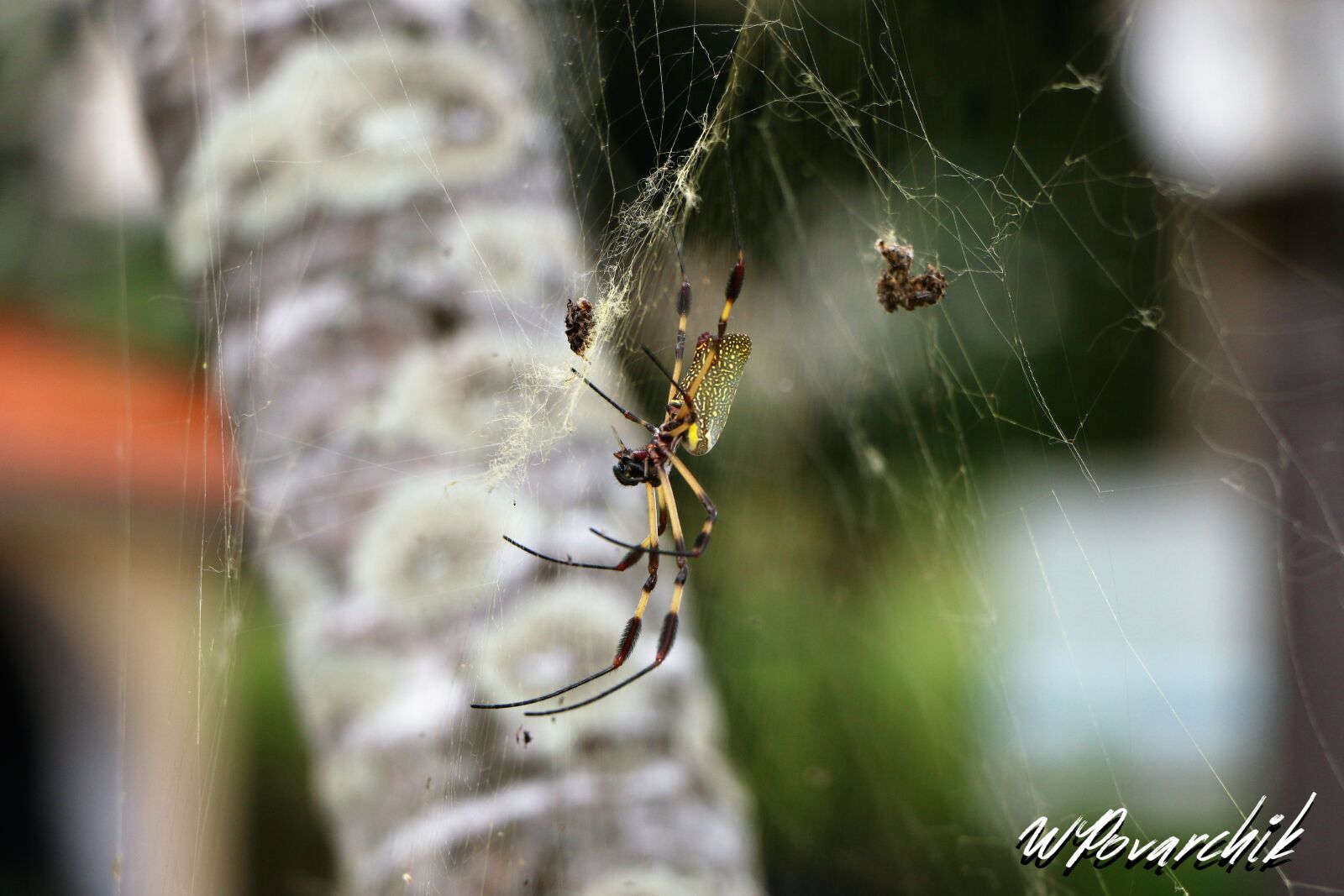 Canon EOS 70D sample photo. Spider, nature, insects photography