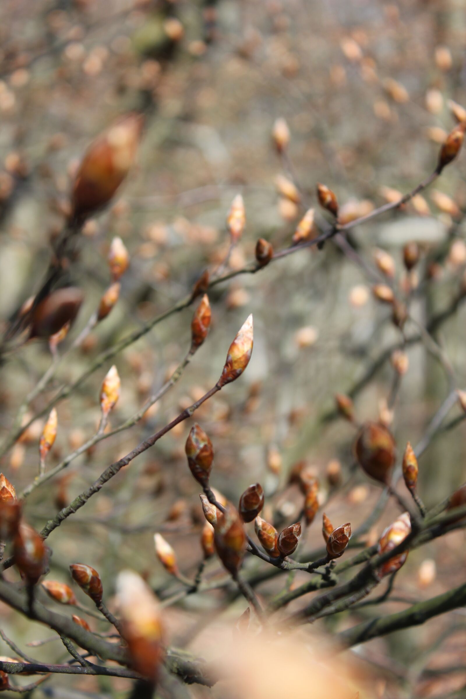 Canon EOS 550D (EOS Rebel T2i / EOS Kiss X4) sample photo. Beech, bud, deciduous tree photography