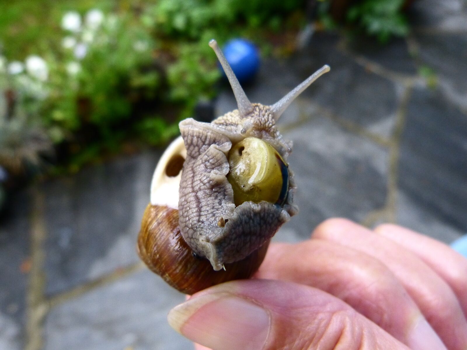 Panasonic Lumix DMC-FZ150 sample photo. Snail, shell, nature photography
