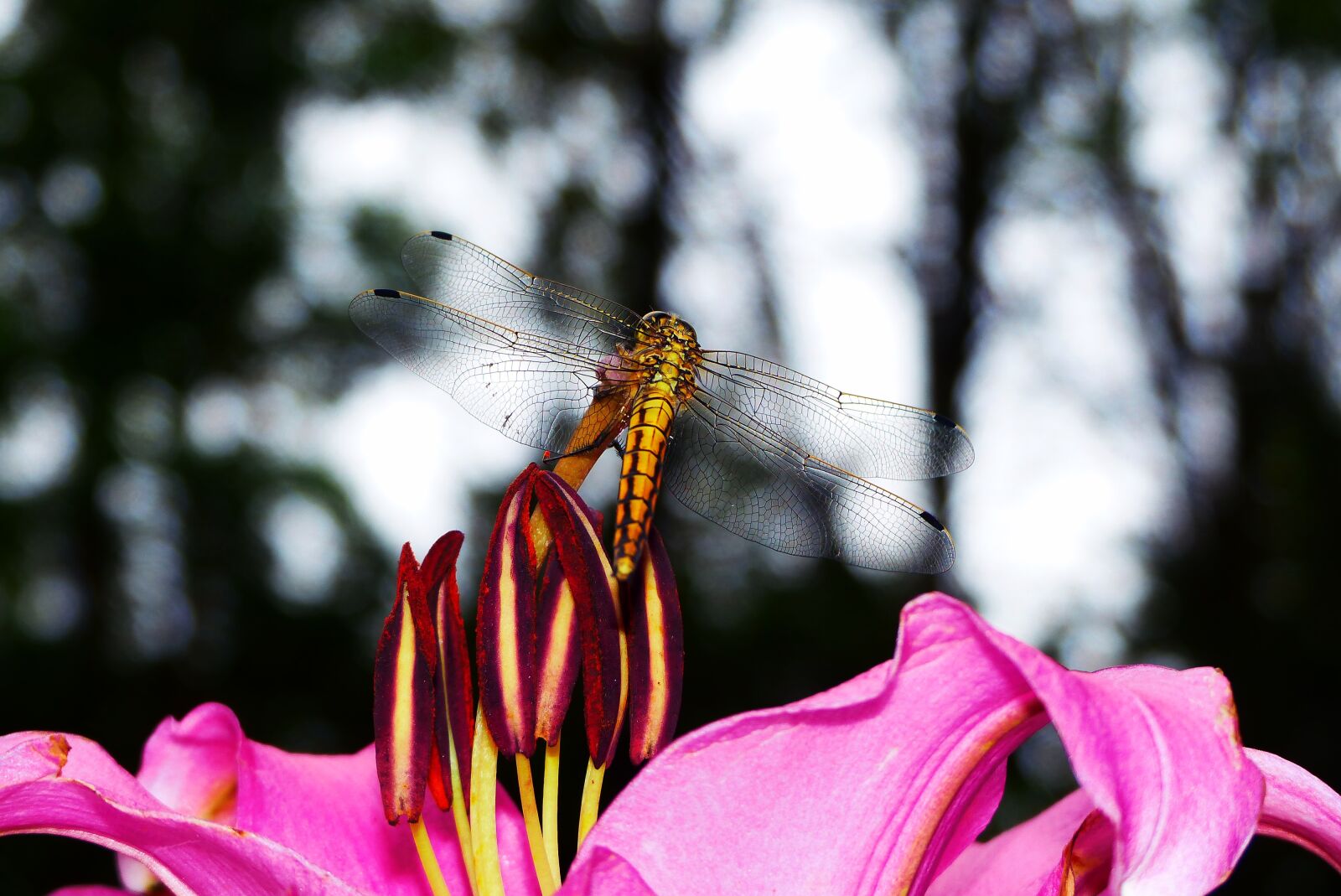 Panasonic Lumix DMC-FZ200 sample photo. Lecicha total, female, lily photography