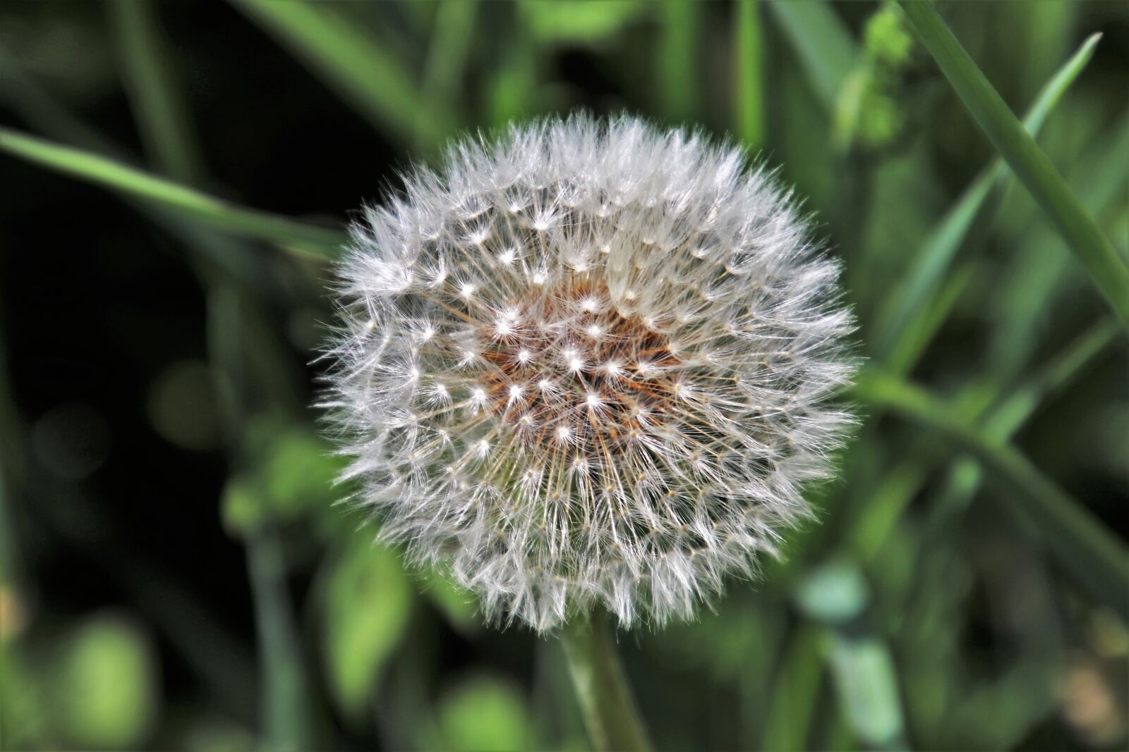 Canon EOS 80D sample photo. Dandelion, sphere, fluffy photography