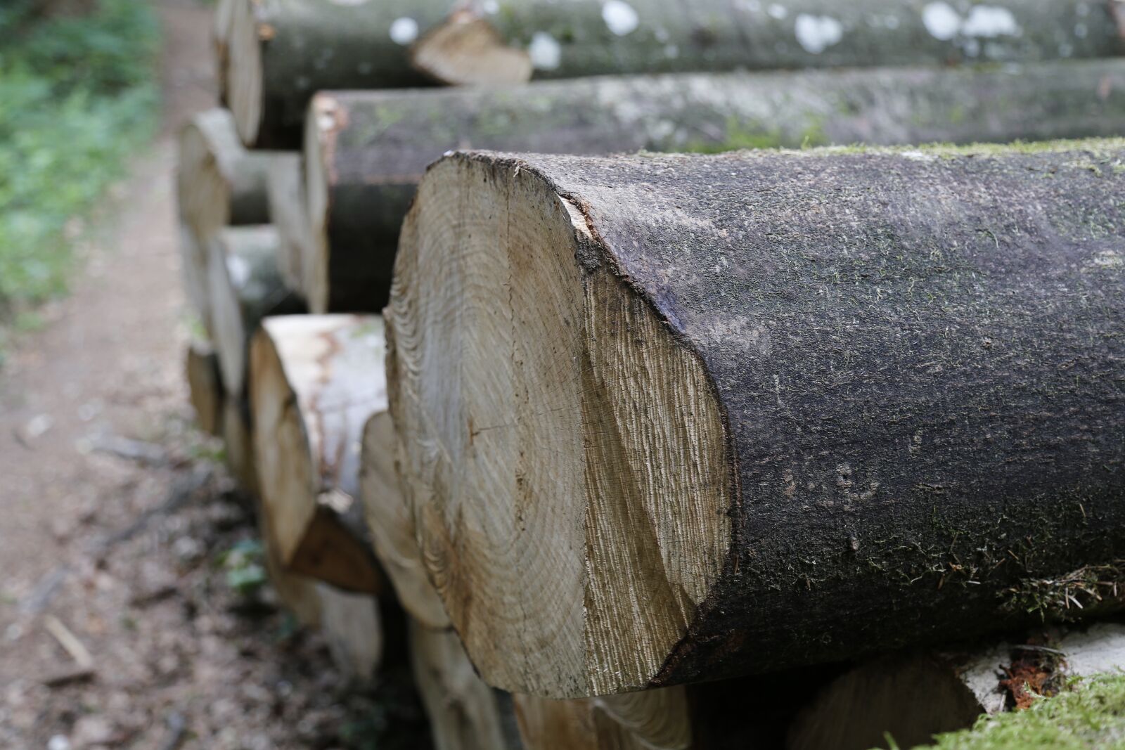 Canon EOS 6D + Canon EF 24-105mm F4L IS USM sample photo. Forest, wood, forestry photography